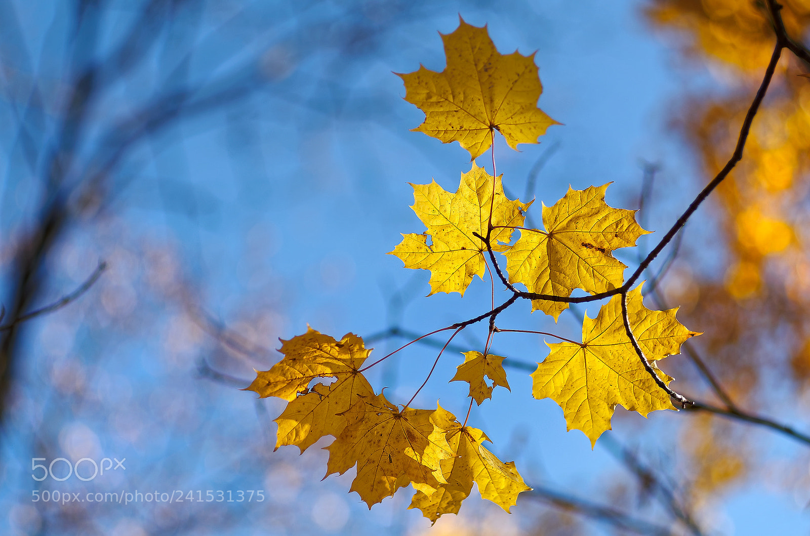 Pentax K-5 sample photo. The colors of fall... _65_ photography