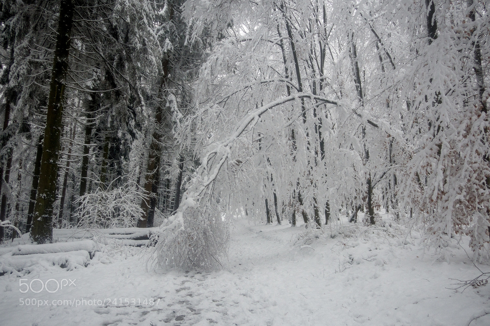 Olympus OM-D E-M10 sample photo. Bent by snow photography