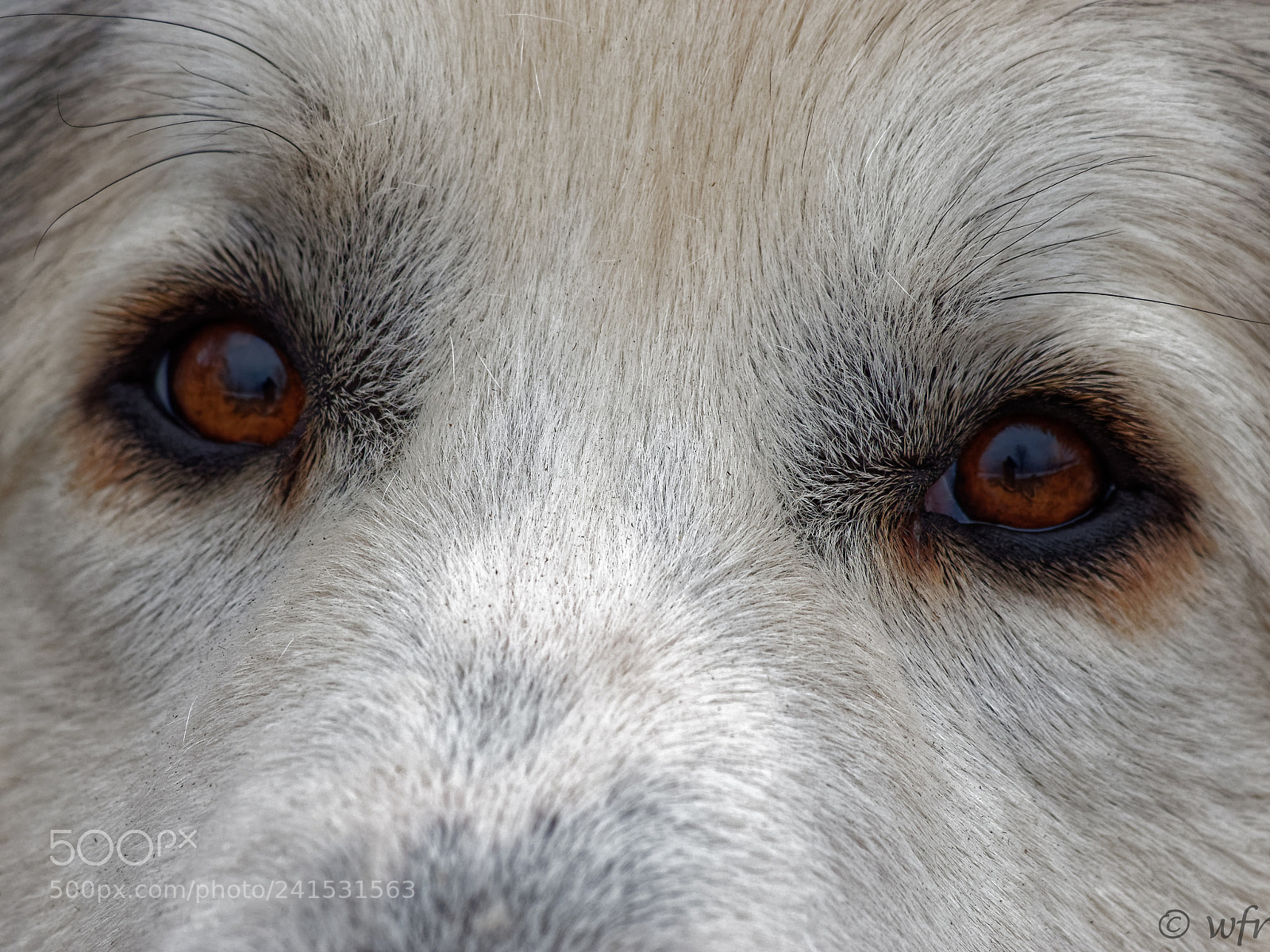 Olympus OM-D E-M1 sample photo. Odin's eyes photography