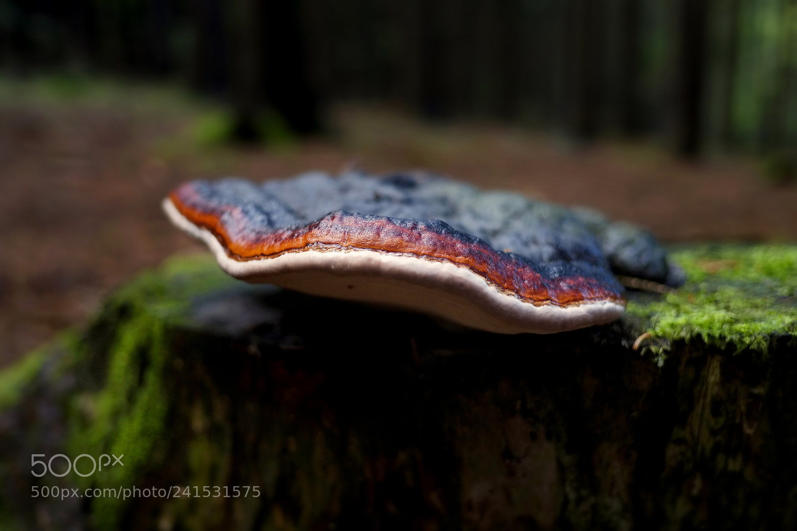 Fujifilm X-E1 sample photo. Polyporus photography