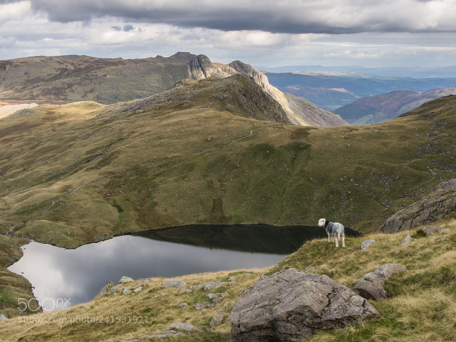 Olympus OM-D E-M5 sample photo. Herdwick sheep looking over photography