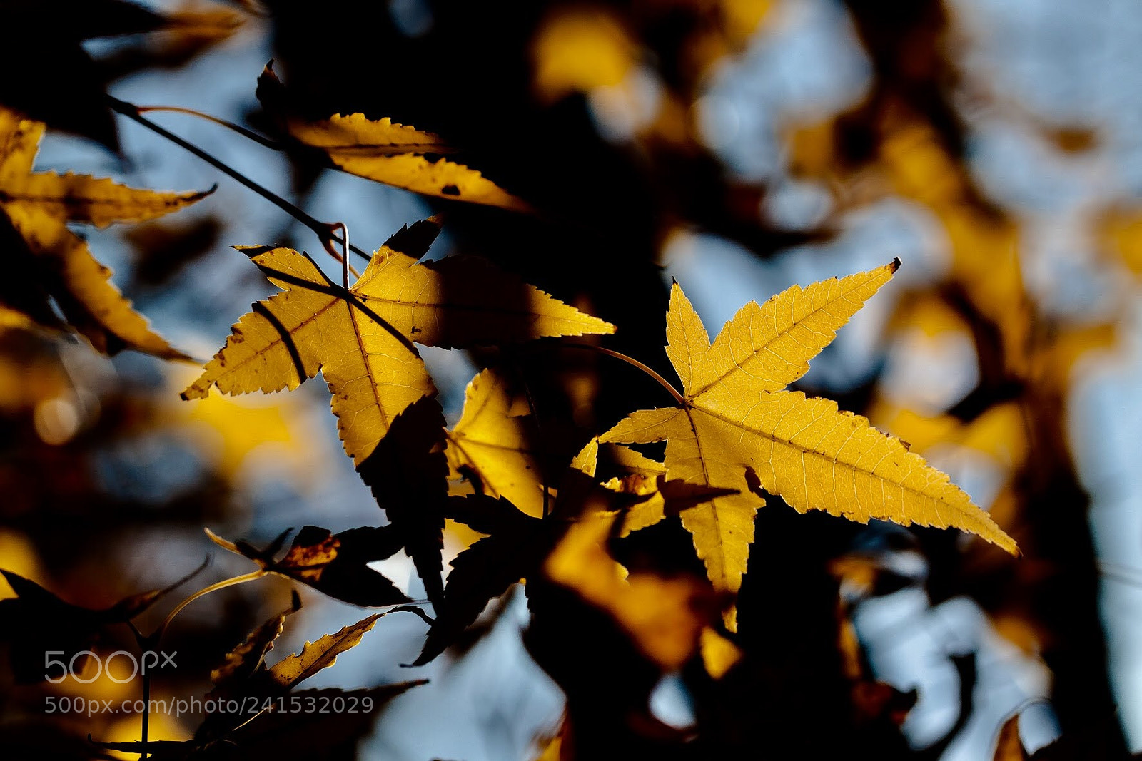 Canon EOS 50D sample photo. Untitled photography