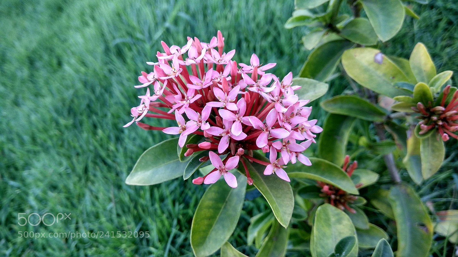 Xiaomi Redmi Note 4 sample photo. Flower photography