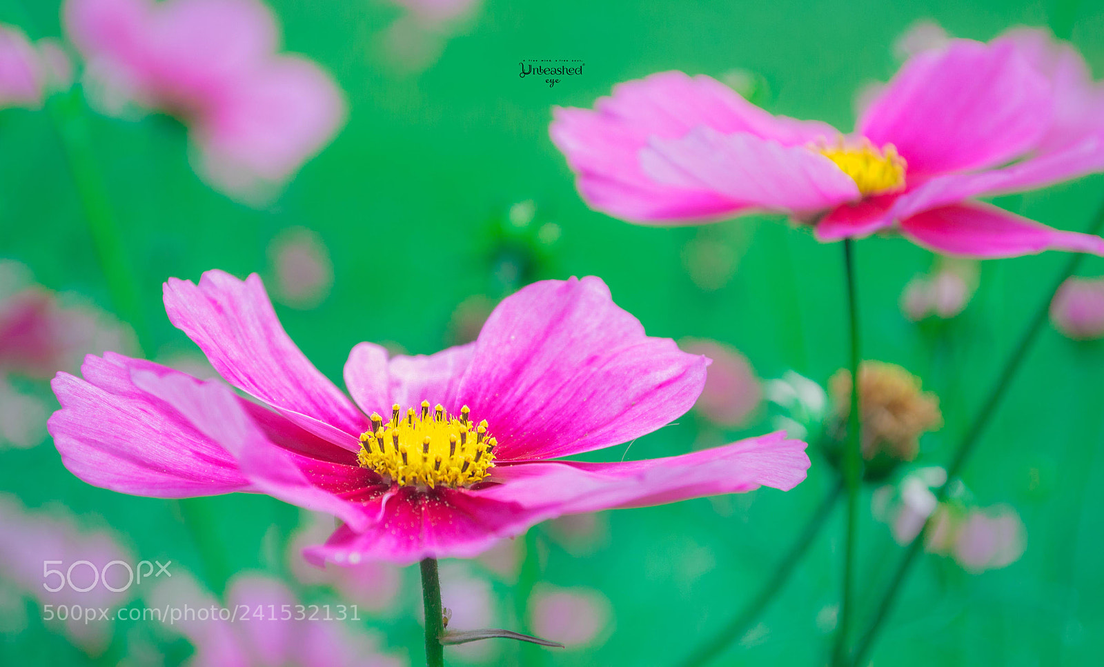 Nikon D3100 sample photo. Beauty. photography