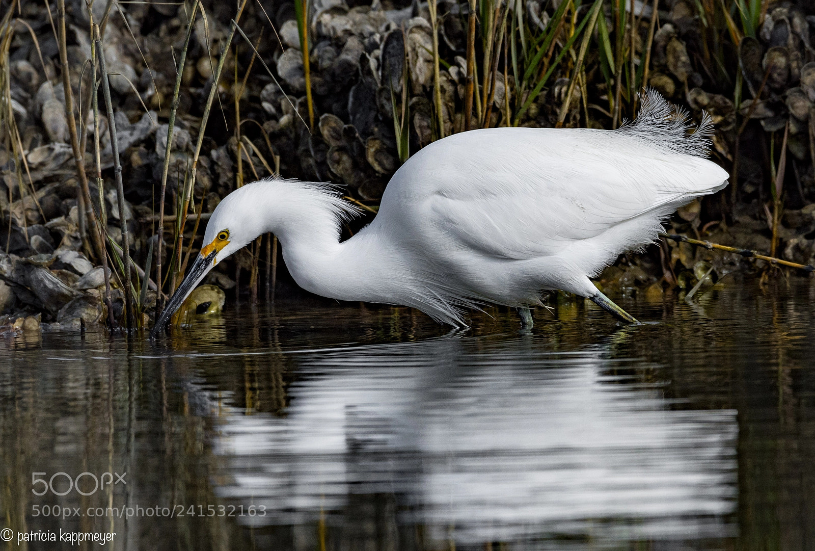 Nikon D7200 sample photo. Snowy egret photography
