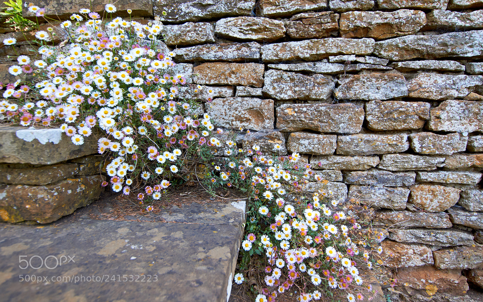 Sony SLT-A65 (SLT-A65V) sample photo. Flowers photography