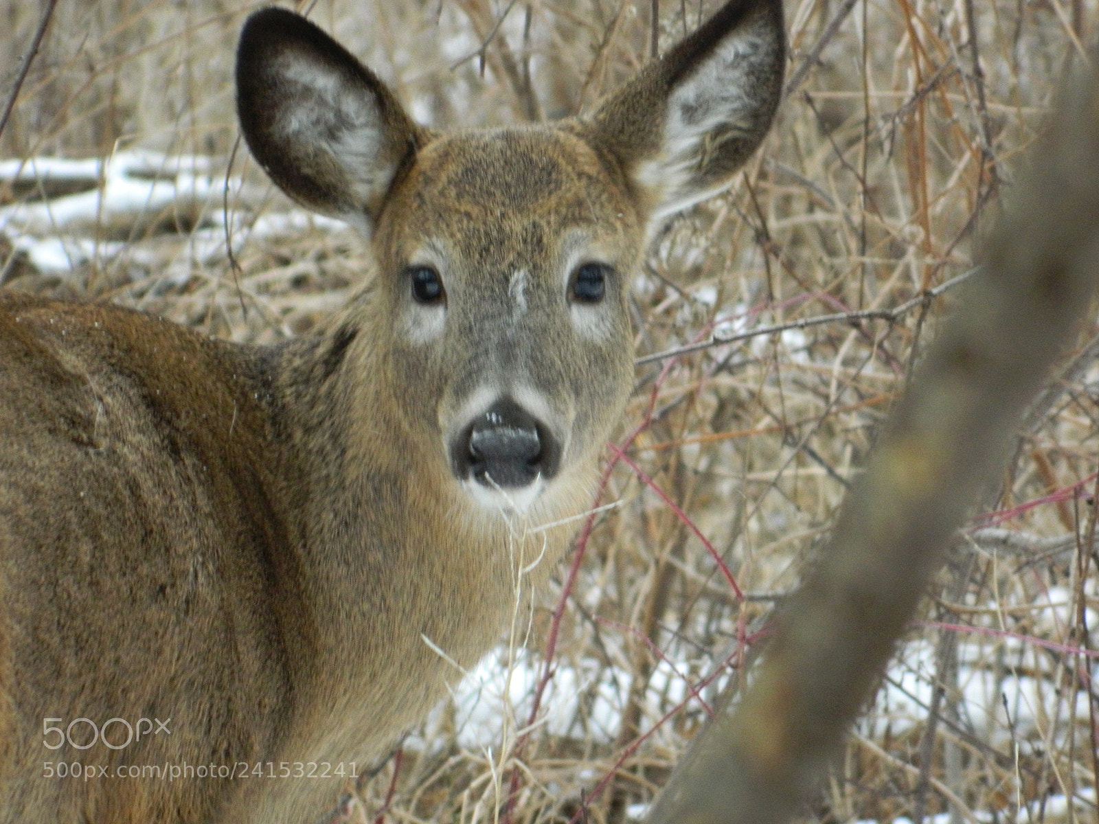 Nikon COOLPIX L310 sample photo. Doe photography