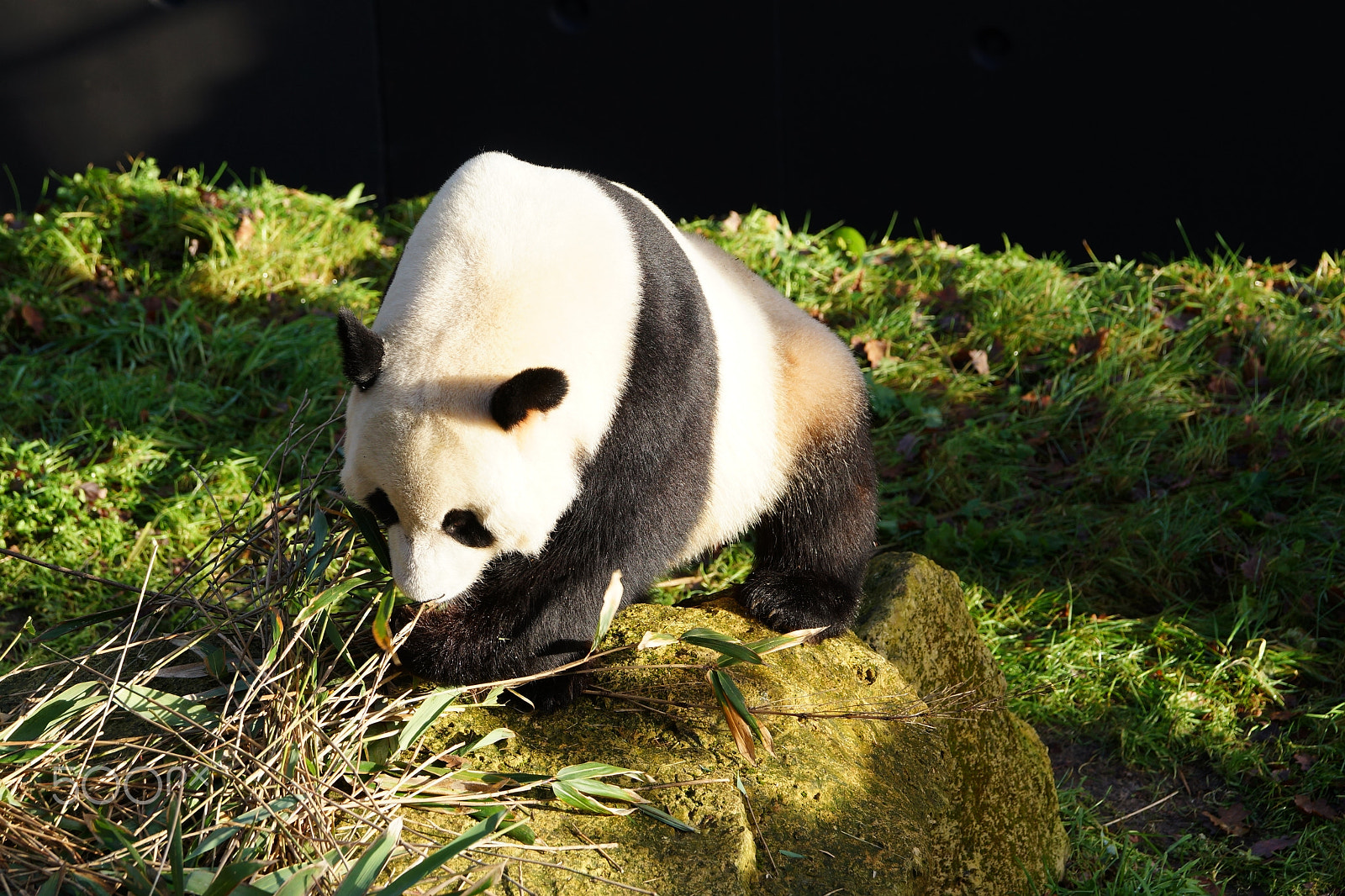 Sony SLT-A99V sample photo. Panda in the sun. photography