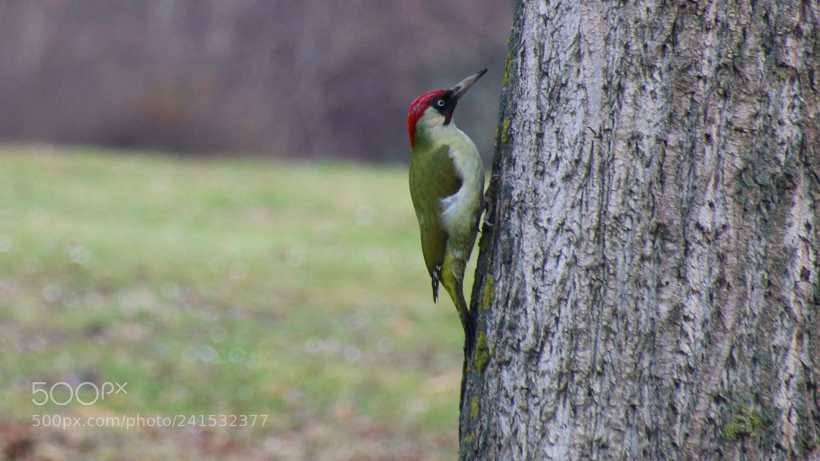 Canon EOS 750D (EOS Rebel T6i / EOS Kiss X8i) sample photo. Specht photography