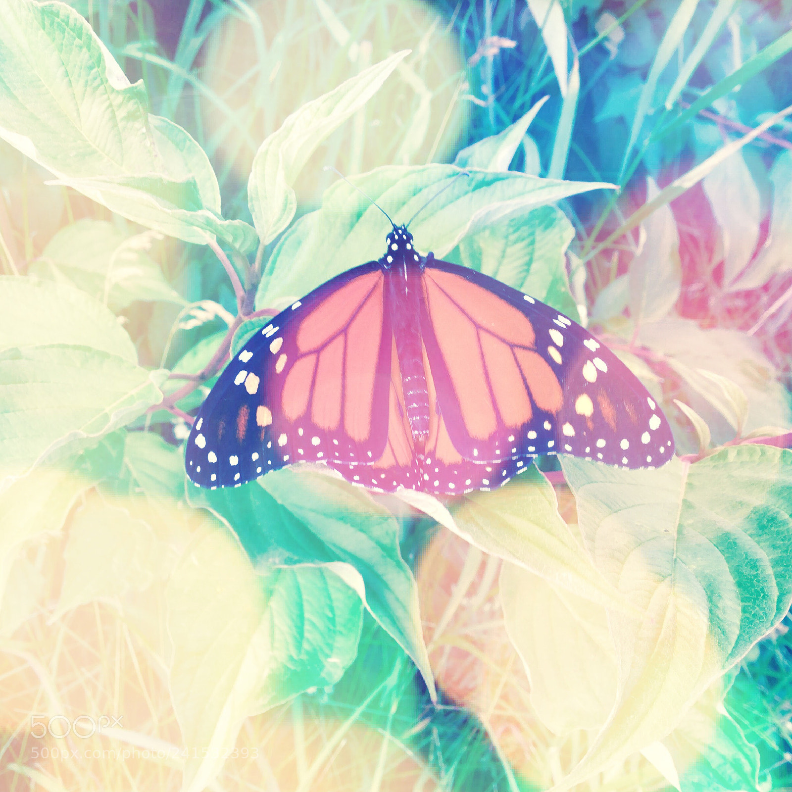 Apple iPad Air 2 sample photo. A monarch butterfly photography
