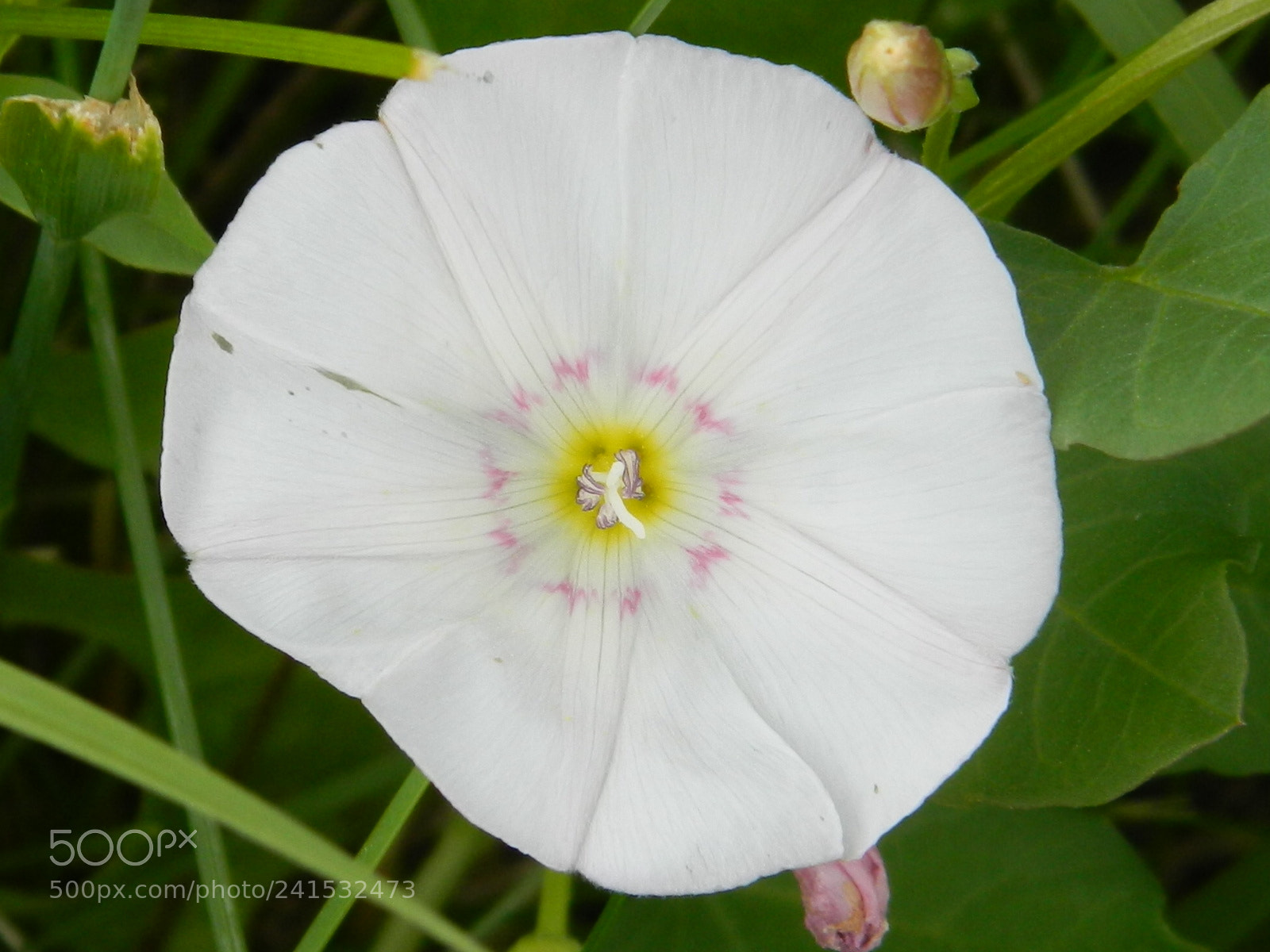 Nikon COOLPIX L310 sample photo. Field bindweed photography