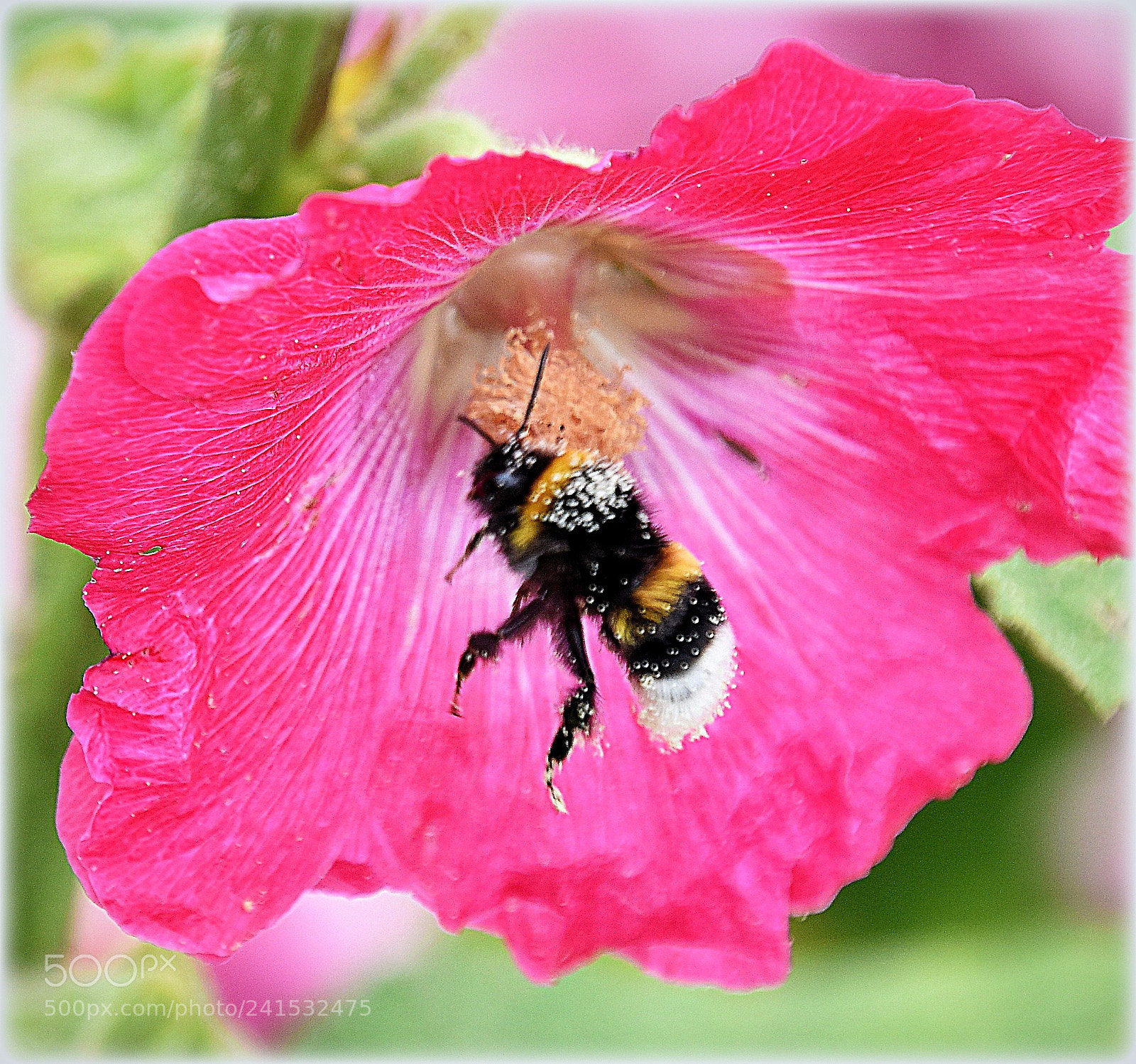 Nikon D810 sample photo. "bumblebee" photography