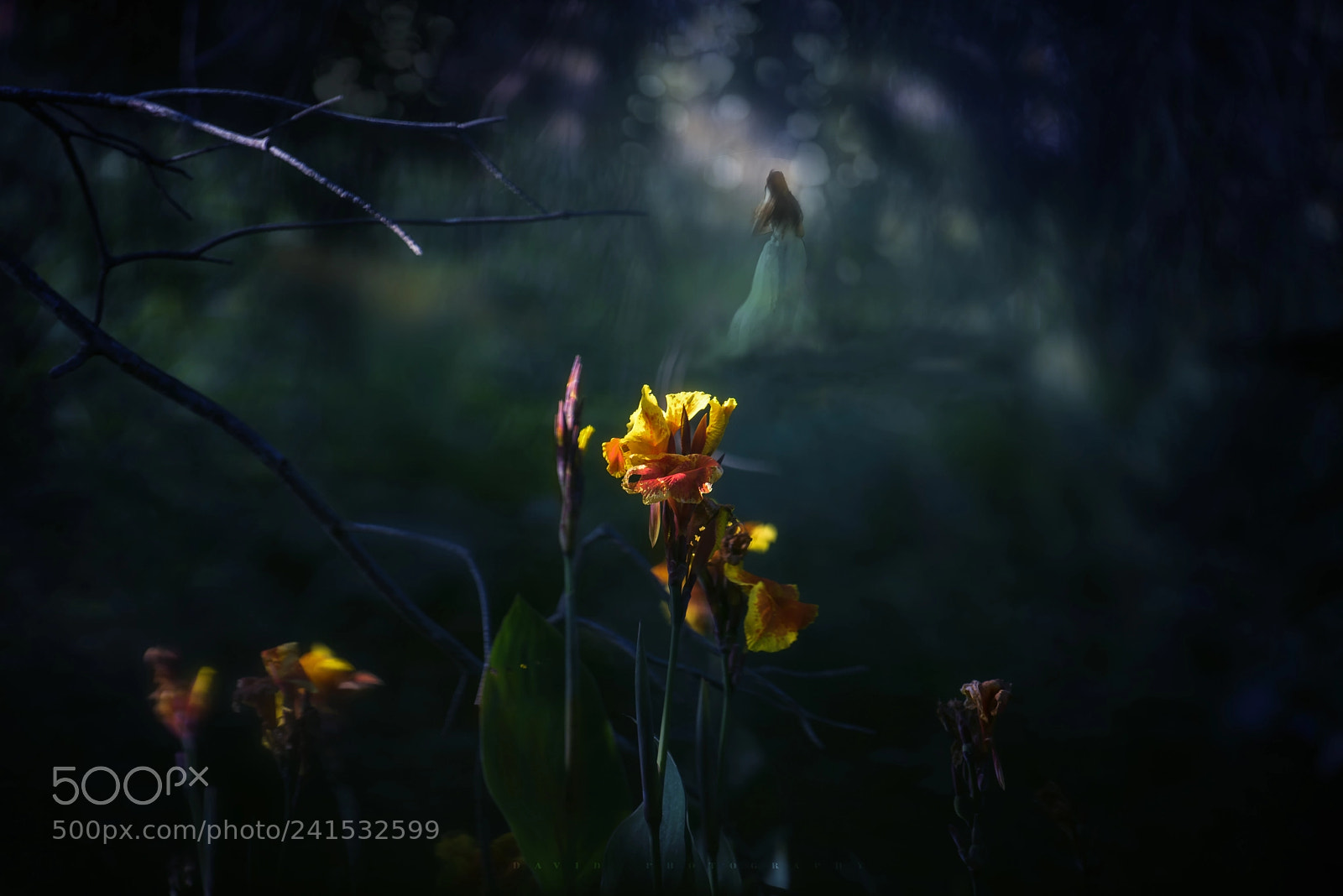 Nikon D810 sample photo. Untitled photography
