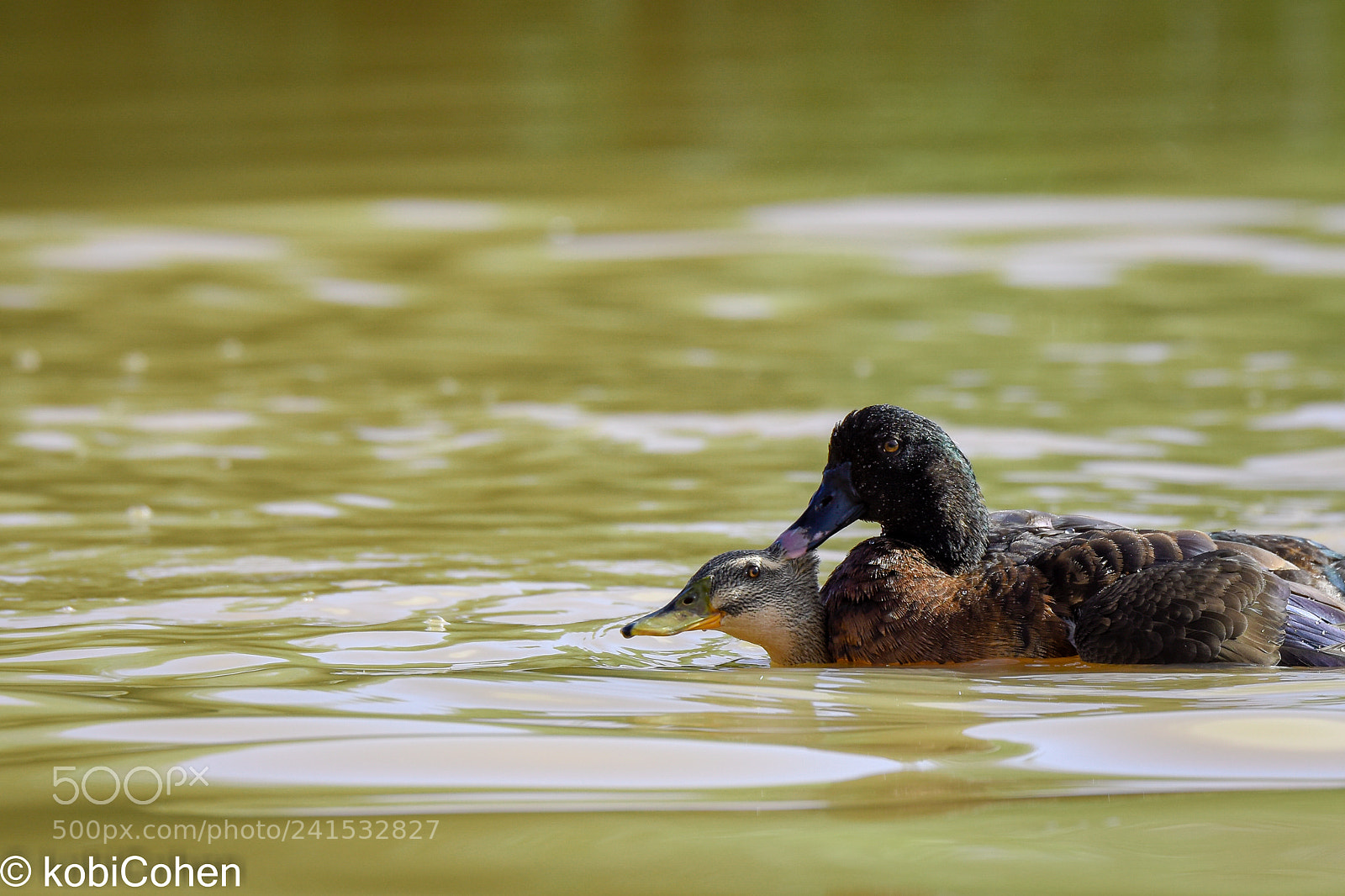 Nikon D5600 sample photo. Duck duck photography