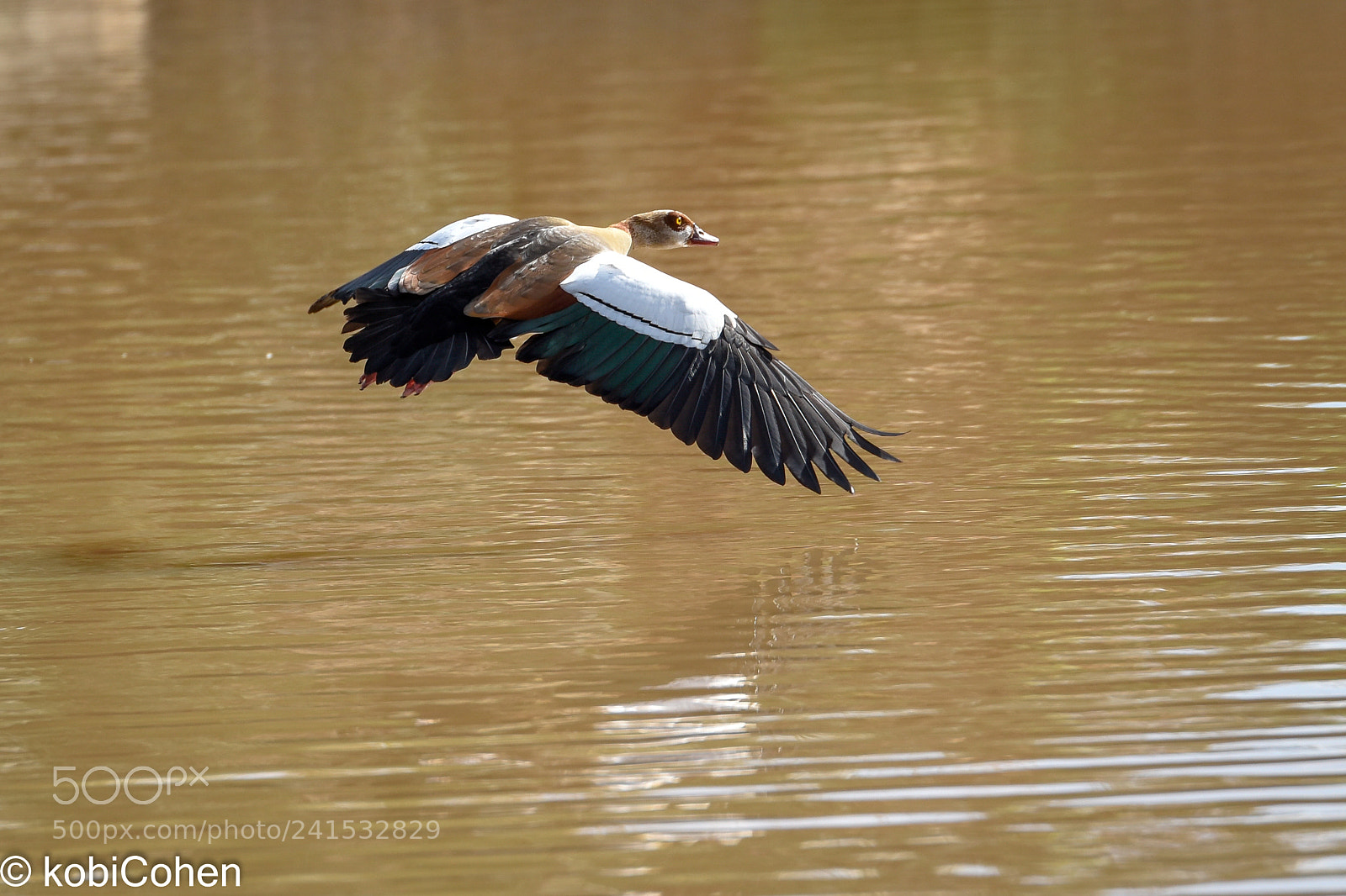 Nikon D5600 sample photo. Flying duck photography