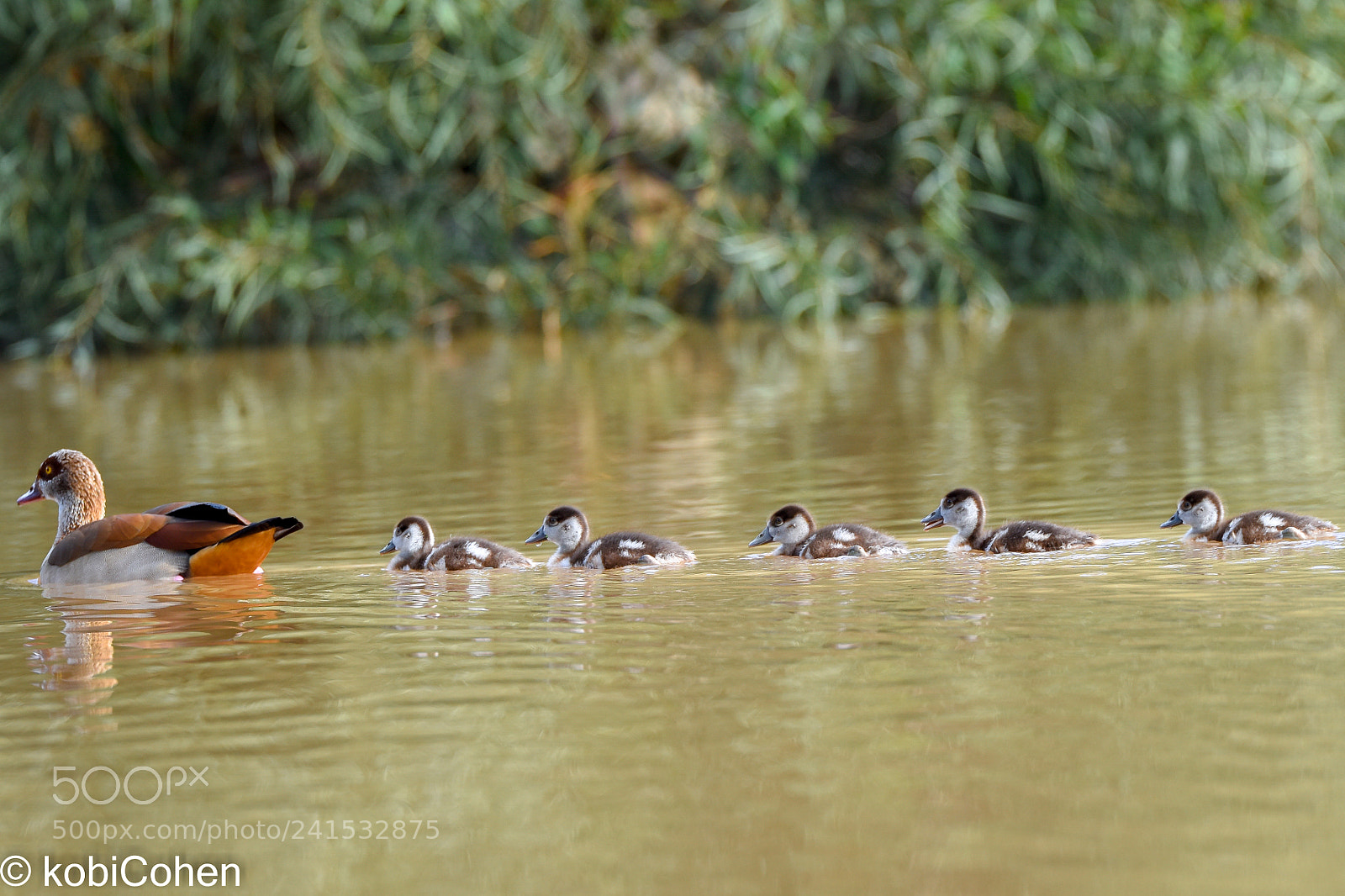 Nikon D5600 sample photo. Mother ducks photography