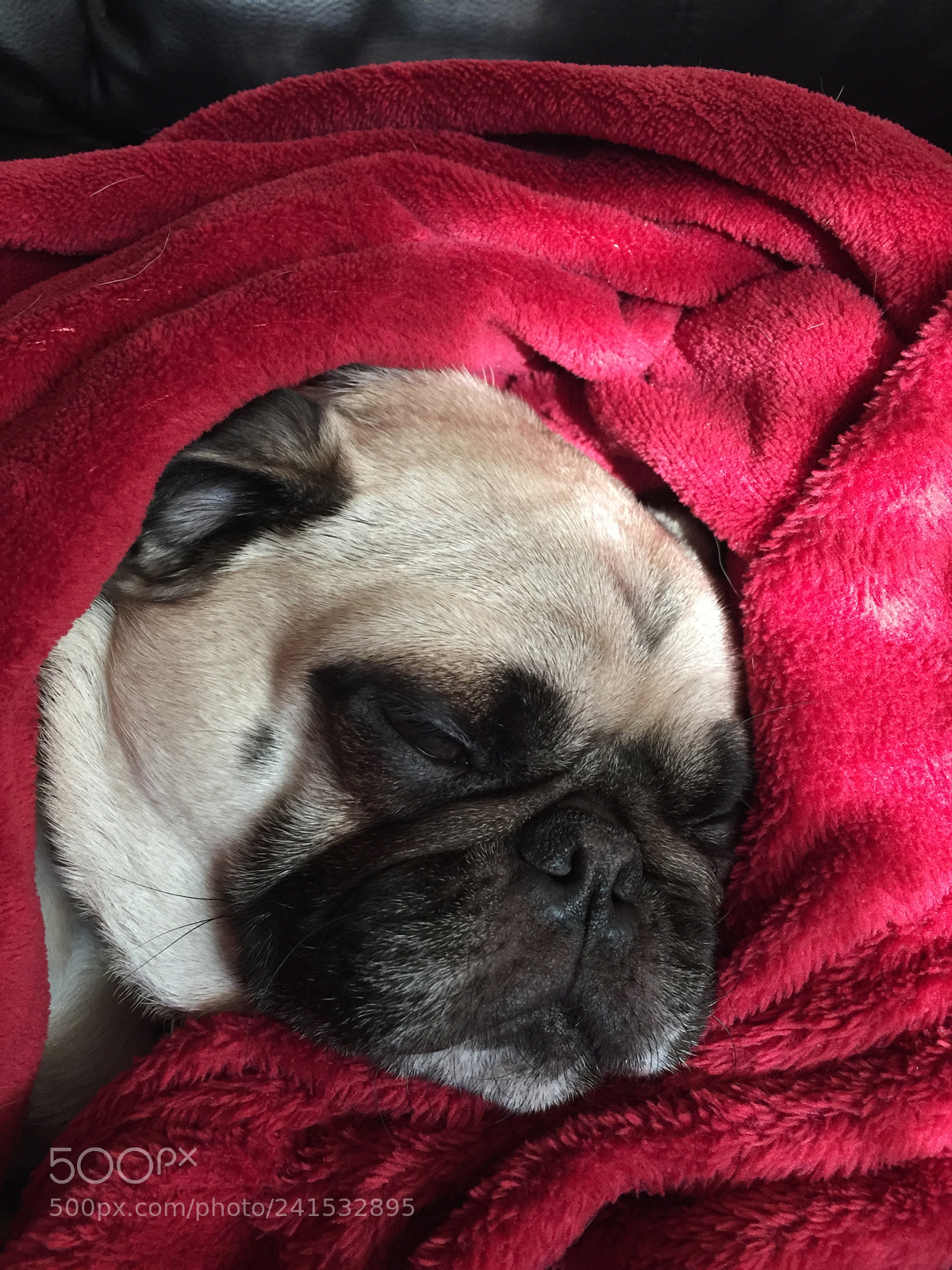 Apple iPhone 6 sample photo. My pug keep warm photography