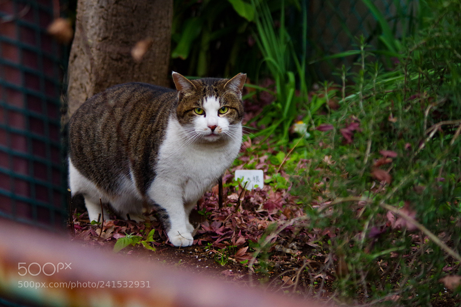 Pentax K-S2 sample photo. Encounter with a cat photography
