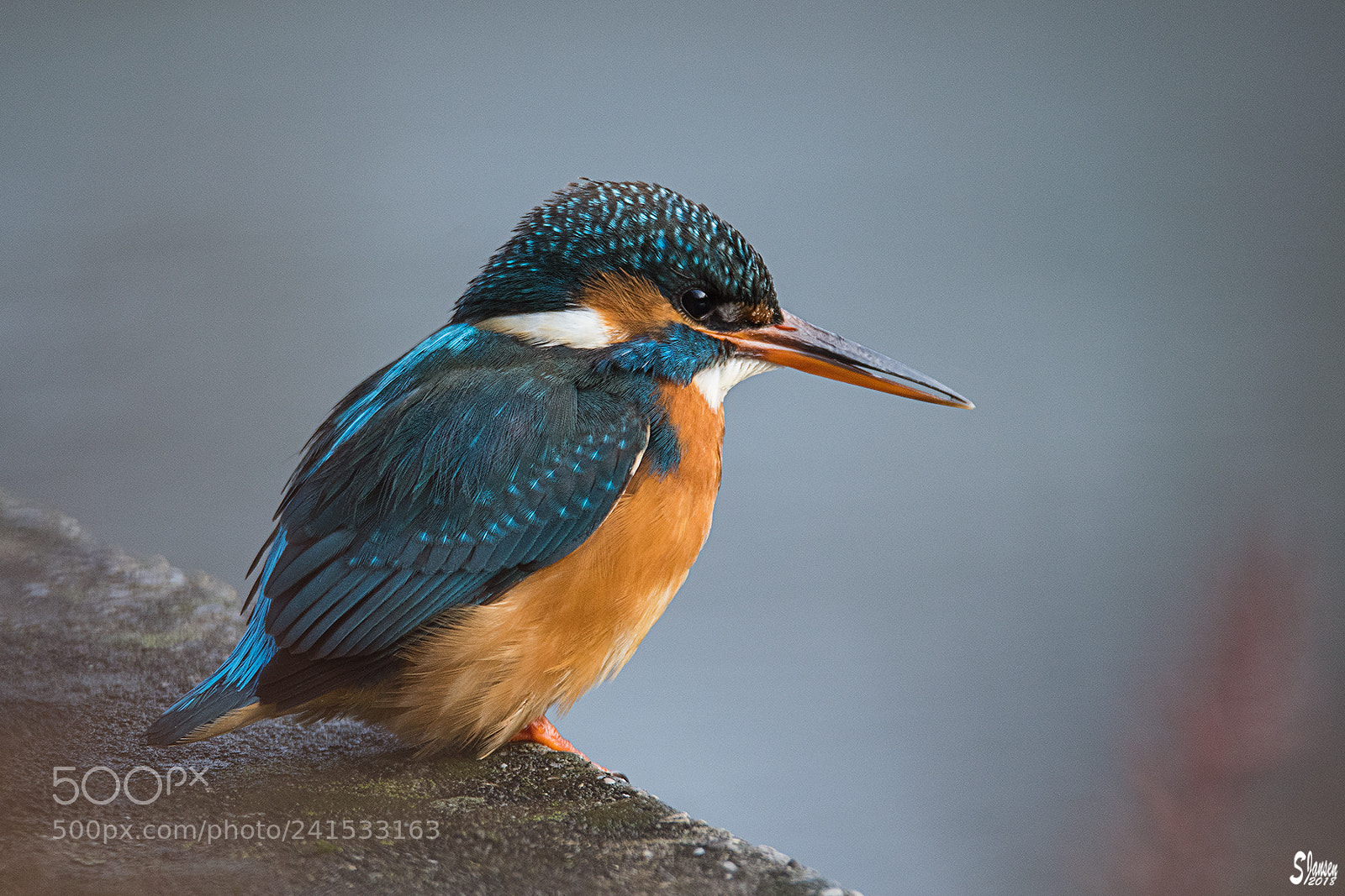 Nikon D500 sample photo. Kingfisher photography