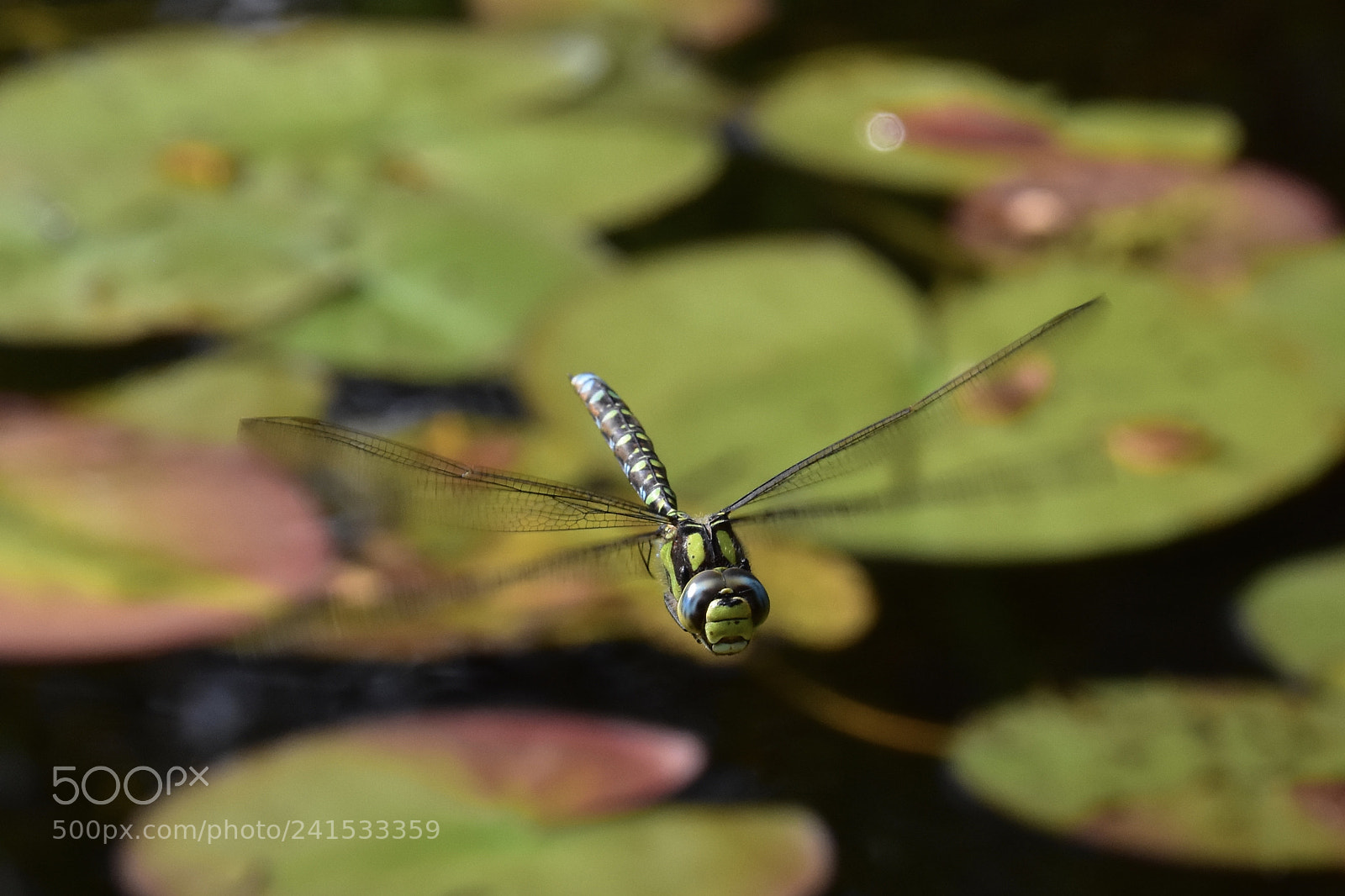 Nikon D7200 sample photo. Dragonfly photography