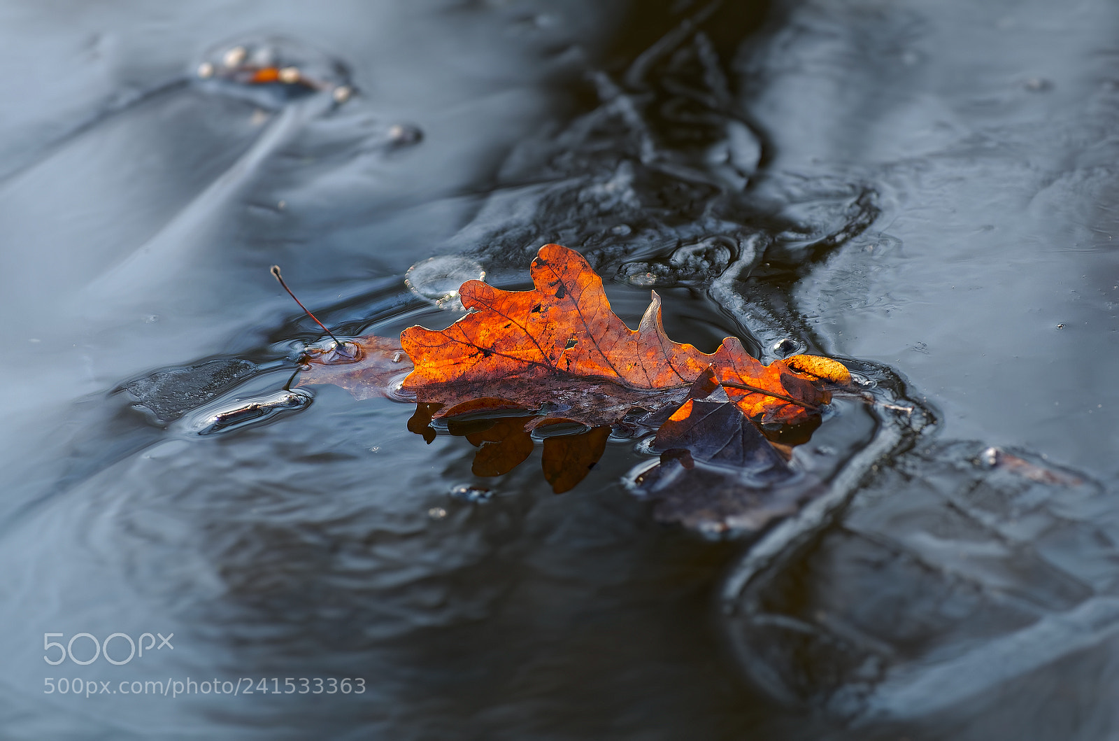 Pentax K-5 sample photo. The colors of fall... _66_ photography