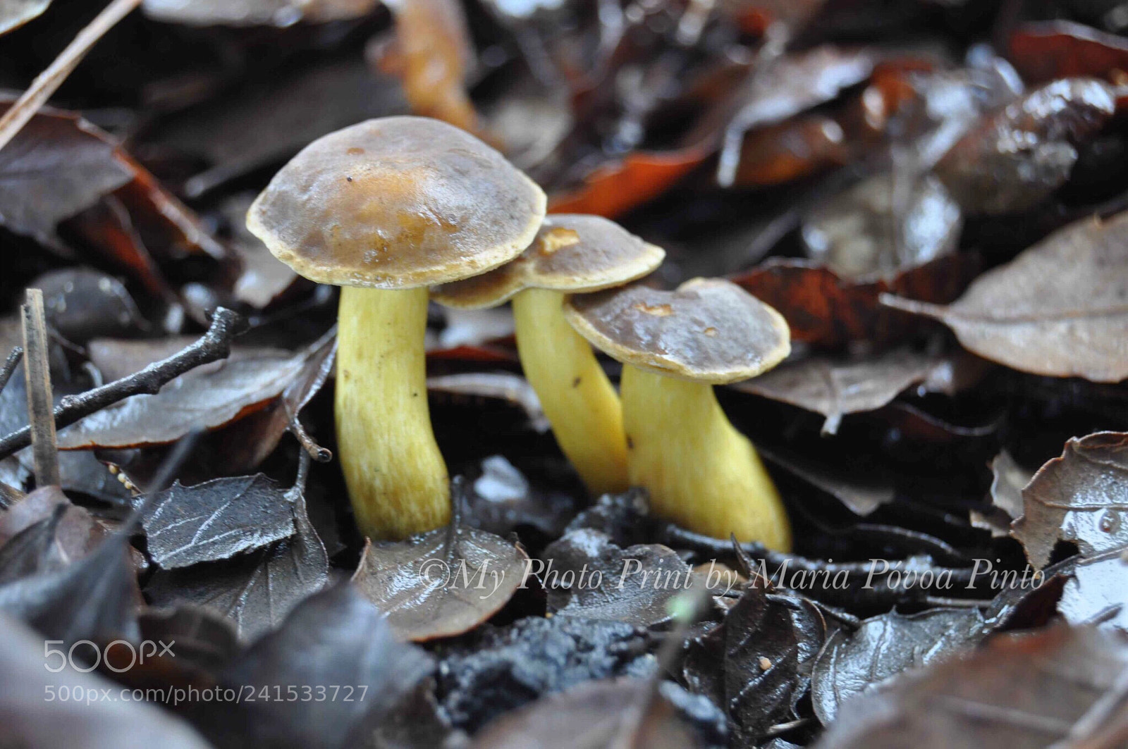 Nikon D5000 sample photo. Boletos... photography