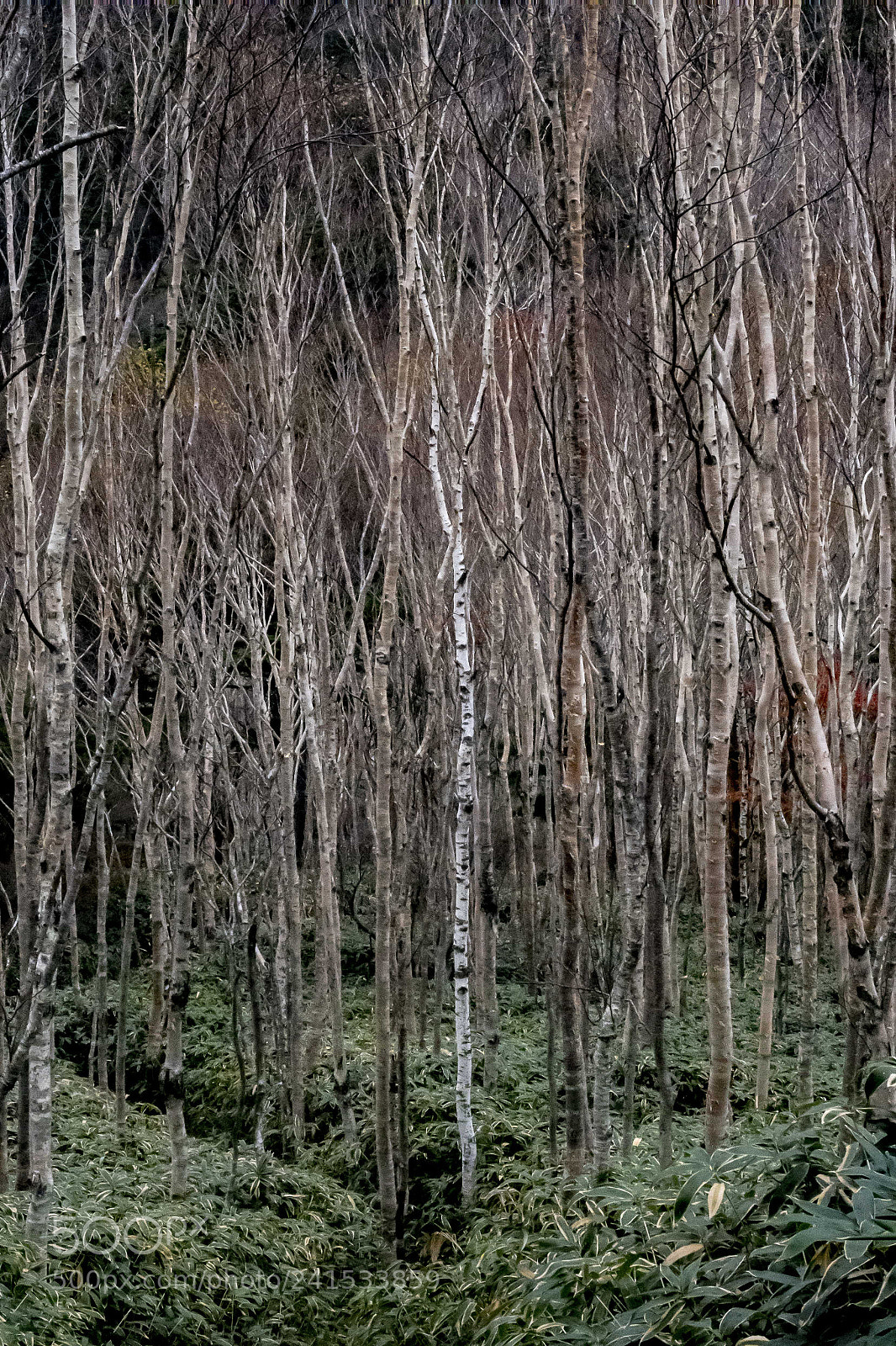 Canon PowerShot G7 X Mark II sample photo. Tree photography