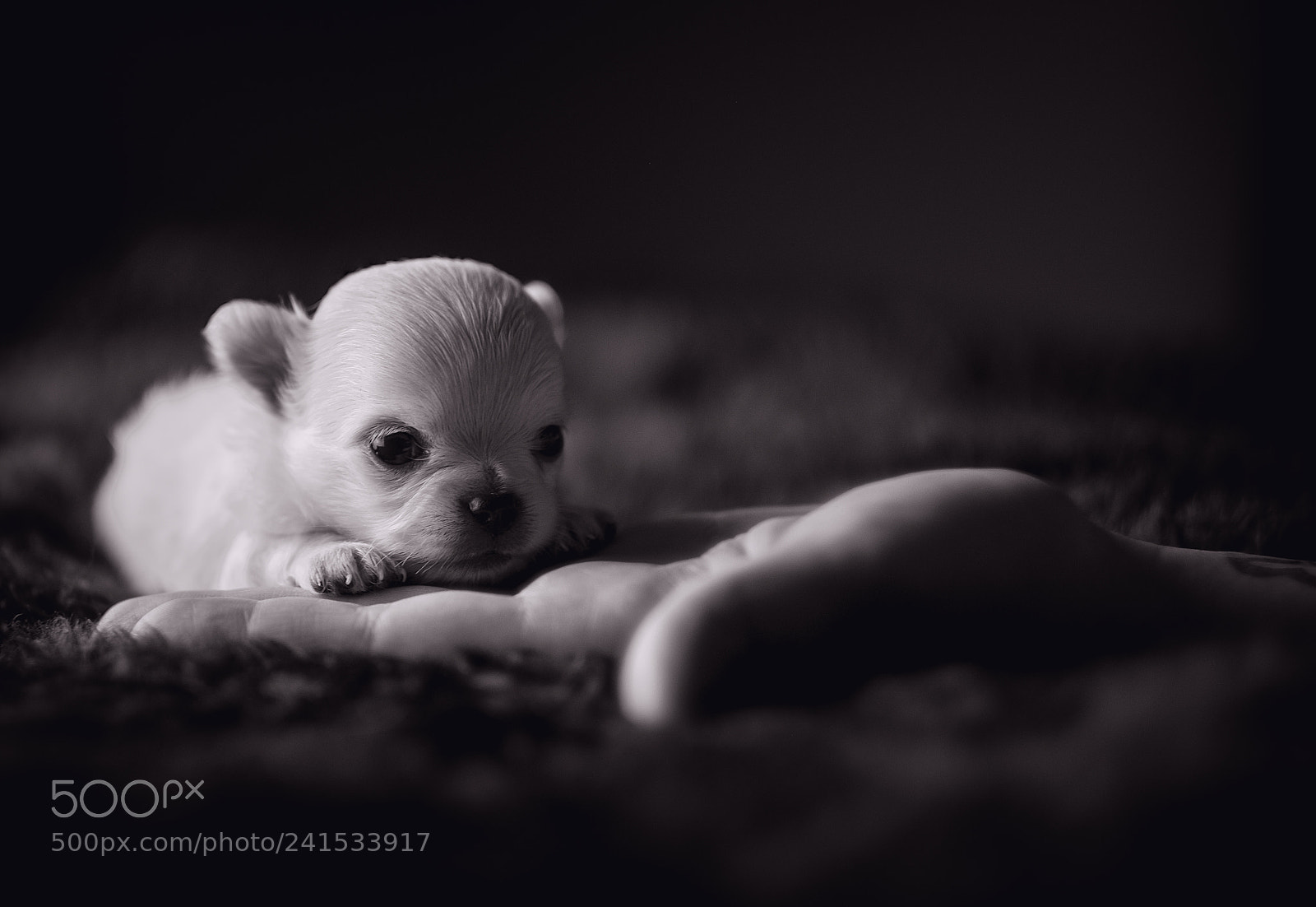 Fujifilm X-T2 sample photo. Becker photography
