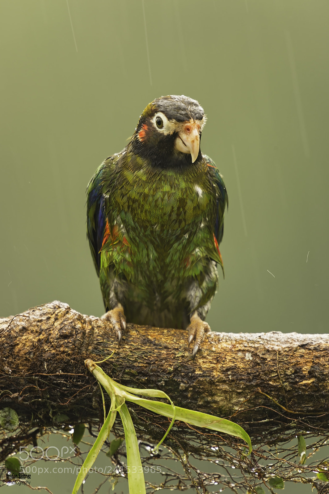 Nikon D4 sample photo. Brown-hooded parrot photography
