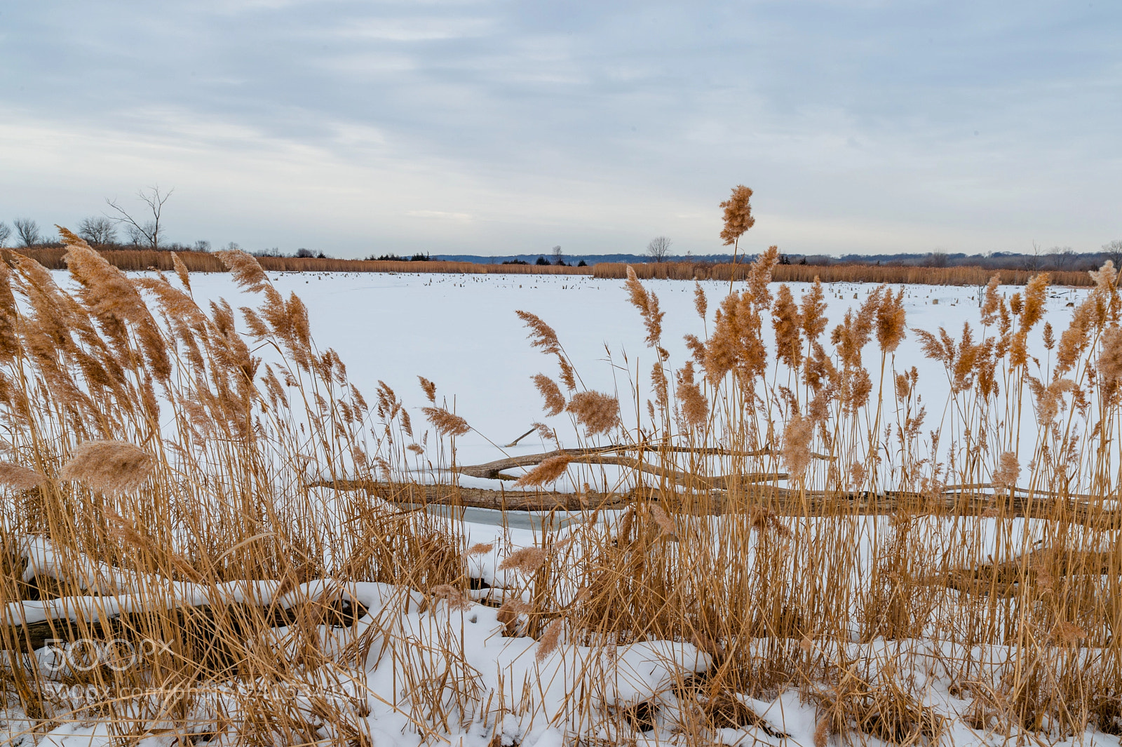 Nikon Df sample photo. Time for hibernation photography
