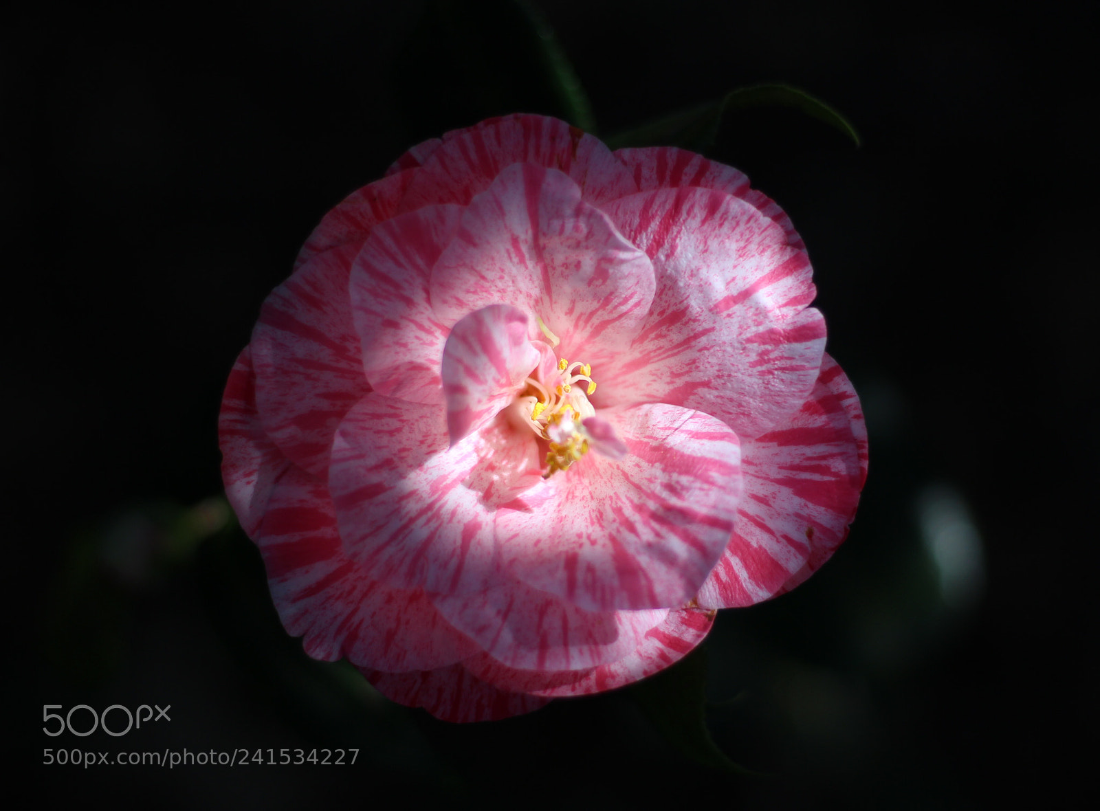 Canon EOS 100D (EOS Rebel SL1 / EOS Kiss X7) sample photo. Camellia anita photography