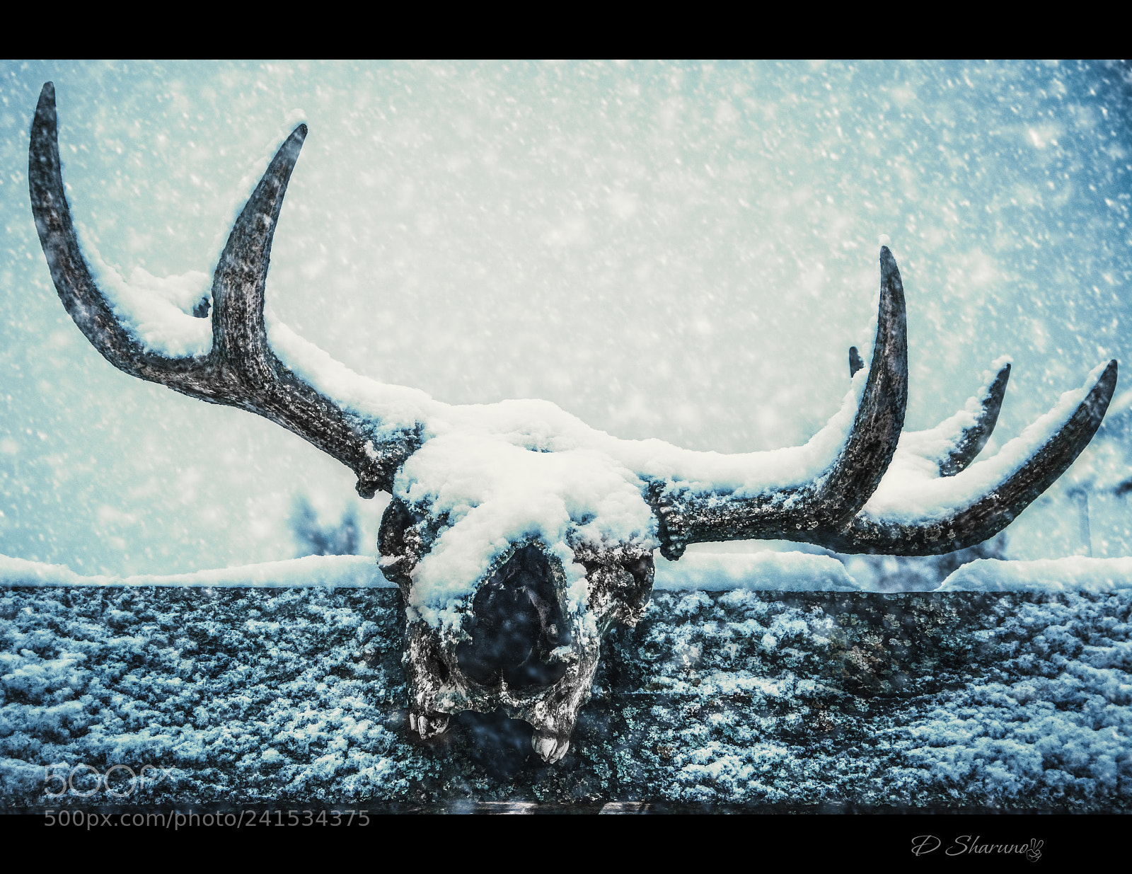 Nikon D7100 sample photo. Север в твоей крови photography