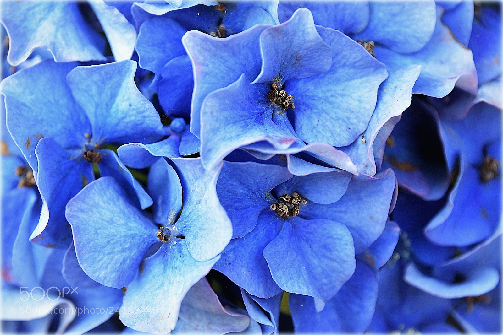 Nikon D810 sample photo. "fleur" photography