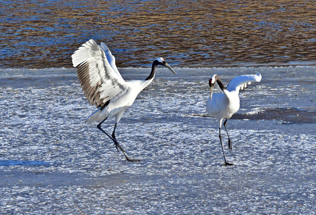 Sigma 150-600mm F5-6.3 DG OS HSM | S sample photo. Dancing photography