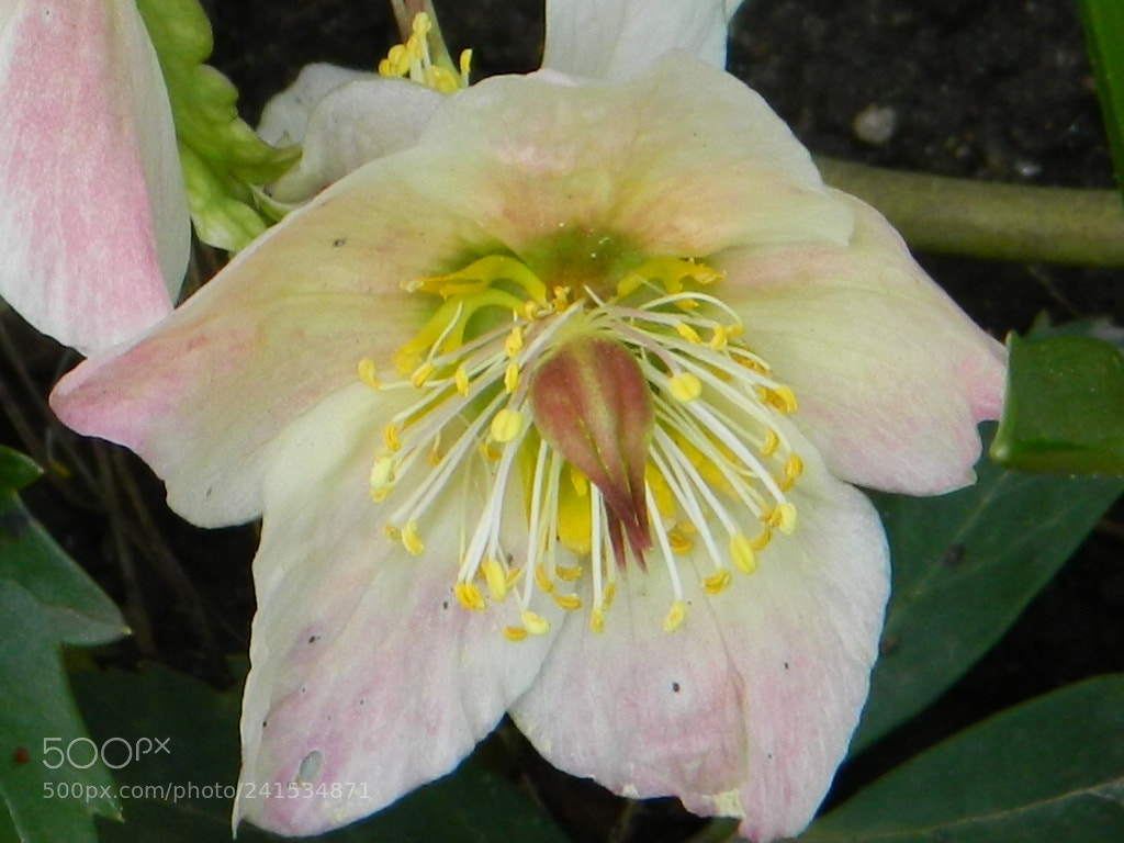 Nikon COOLPIX L310 sample photo. Hellebores photography