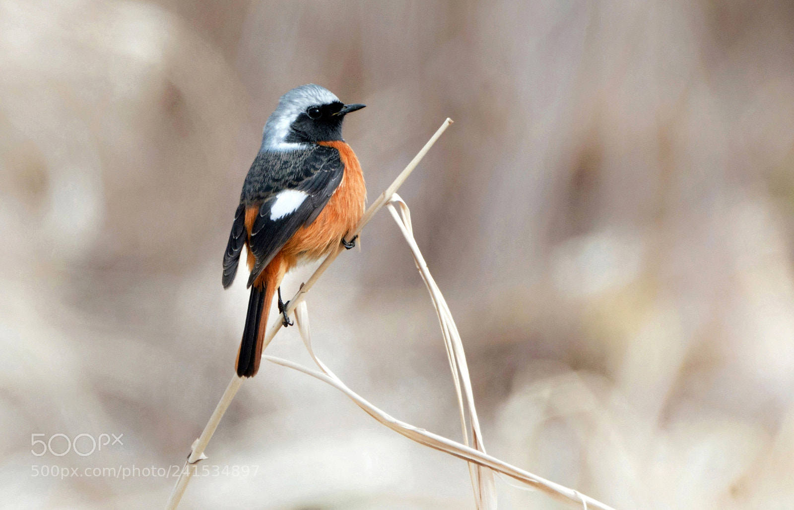 Nikon D500 sample photo. Phoenicurus auroreus photography