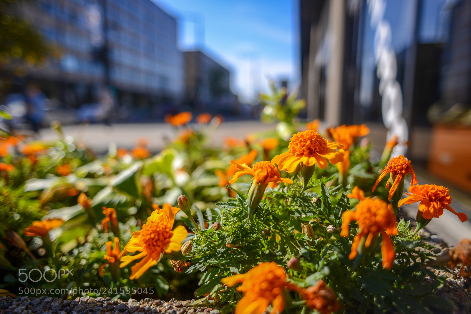 Nikon D600 sample photo. Street flowers photography
