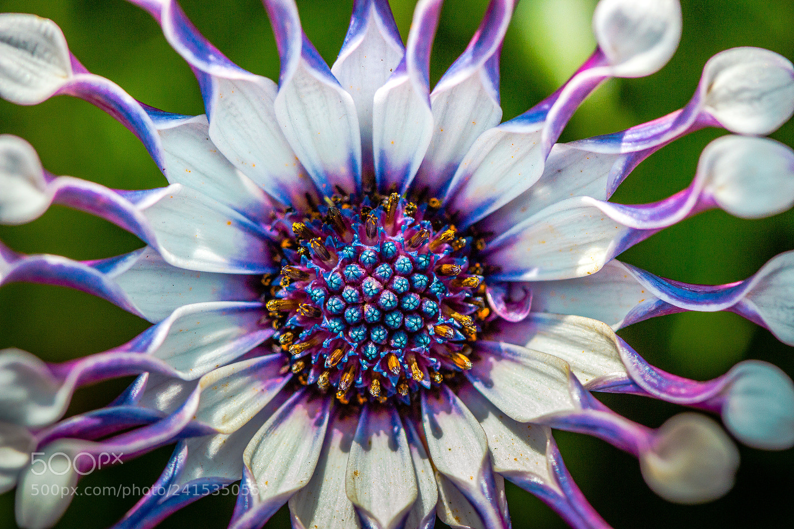 Canon EOS 60D sample photo. African daisy photography
