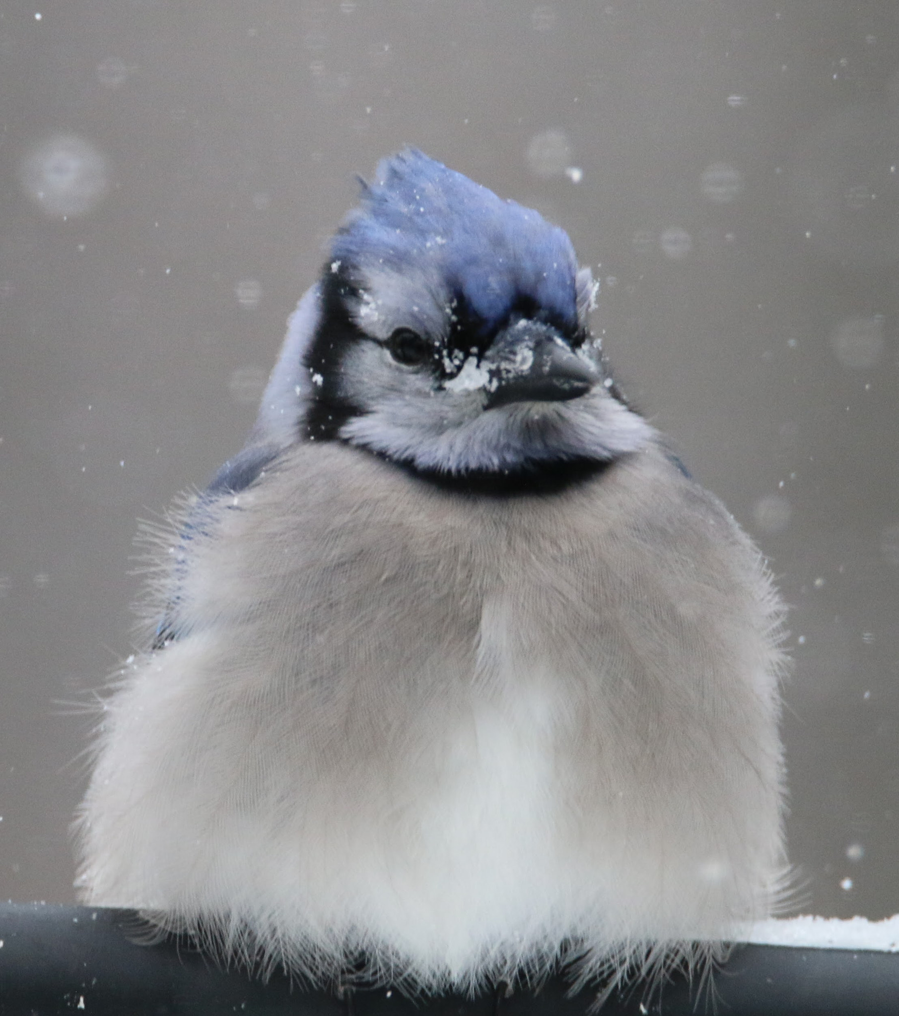 Tamron SP 150-600mm F5-6.3 Di VC USD sample photo. Do these feathers make me look fat? photography