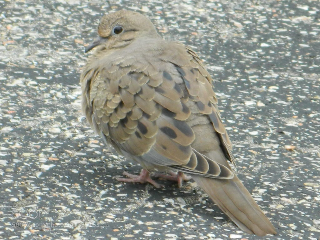 Nikon COOLPIX L310 sample photo. Morning dove photography