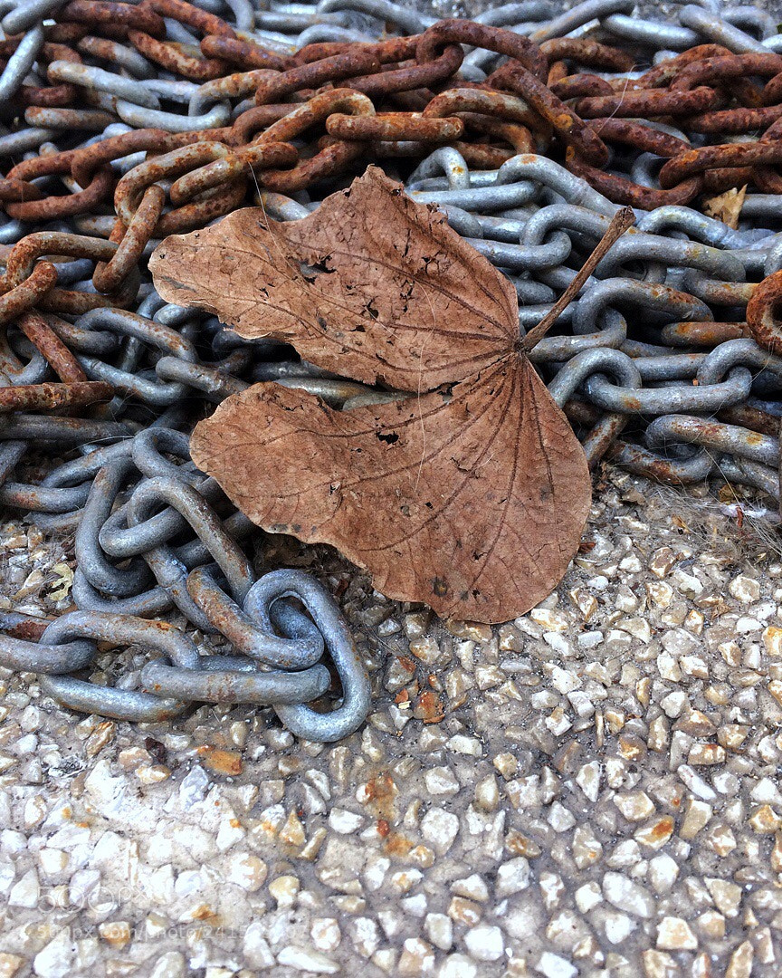 Apple iPhone 5s sample photo. Untitled photography