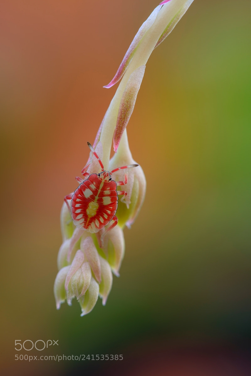 Nikon D800E sample photo. 荔蝽 photography