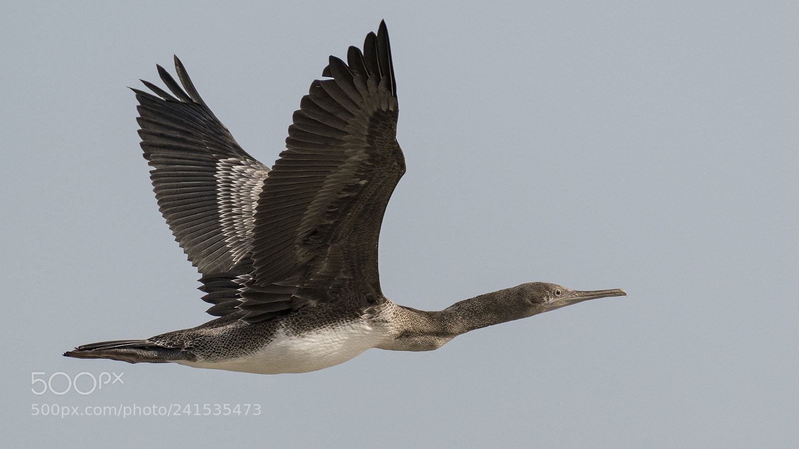 Nikon D500 sample photo. Shag in flight photography
