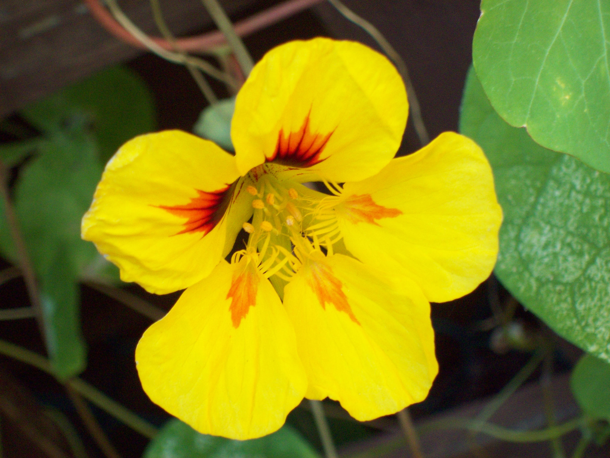 Kodak EASYSHARE C813 ZOOM DIGITAL CAMERA sample photo. Nasturtium photography