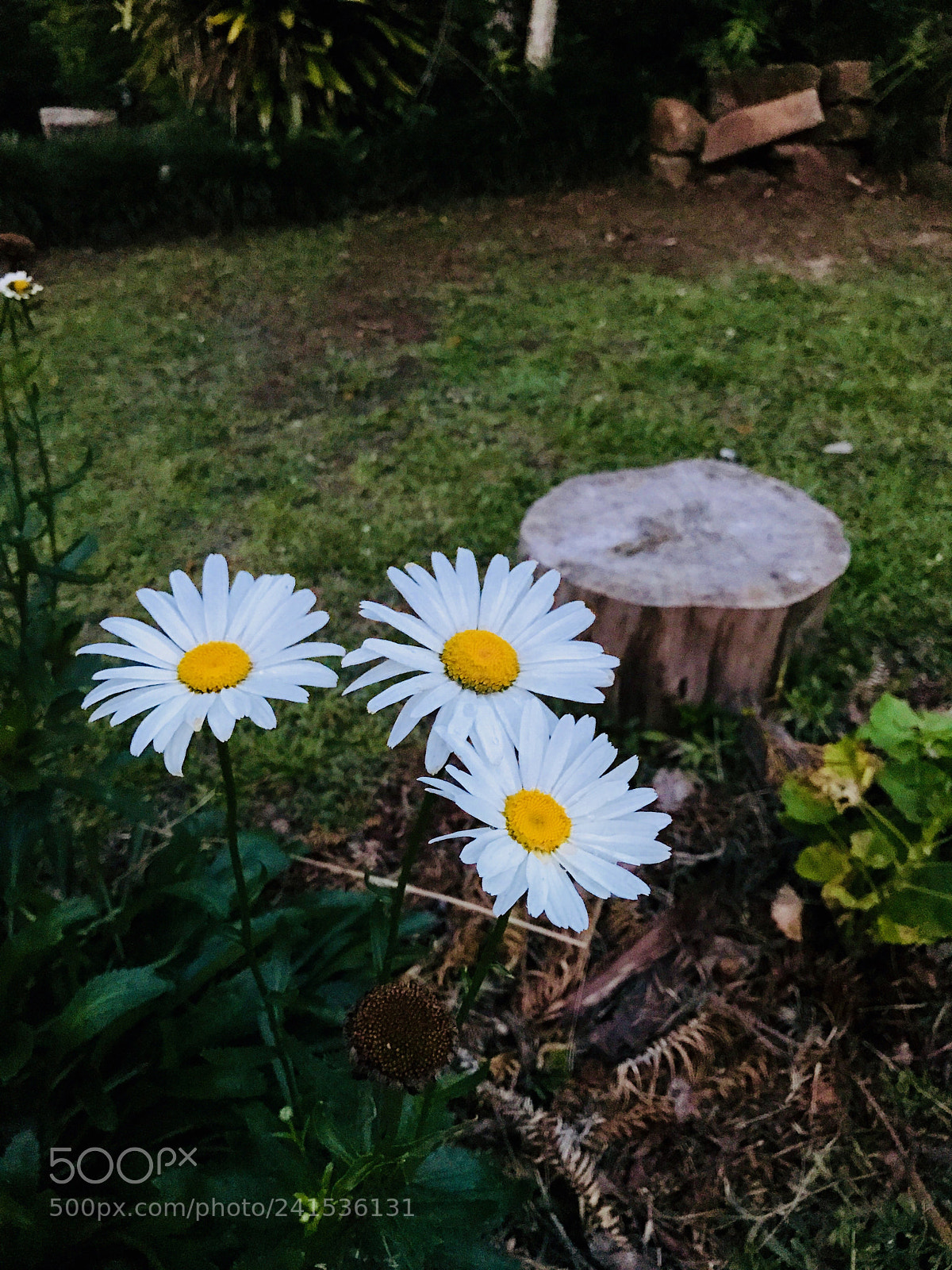 Apple iPhone 7 Plus sample photo. Daysies... photography