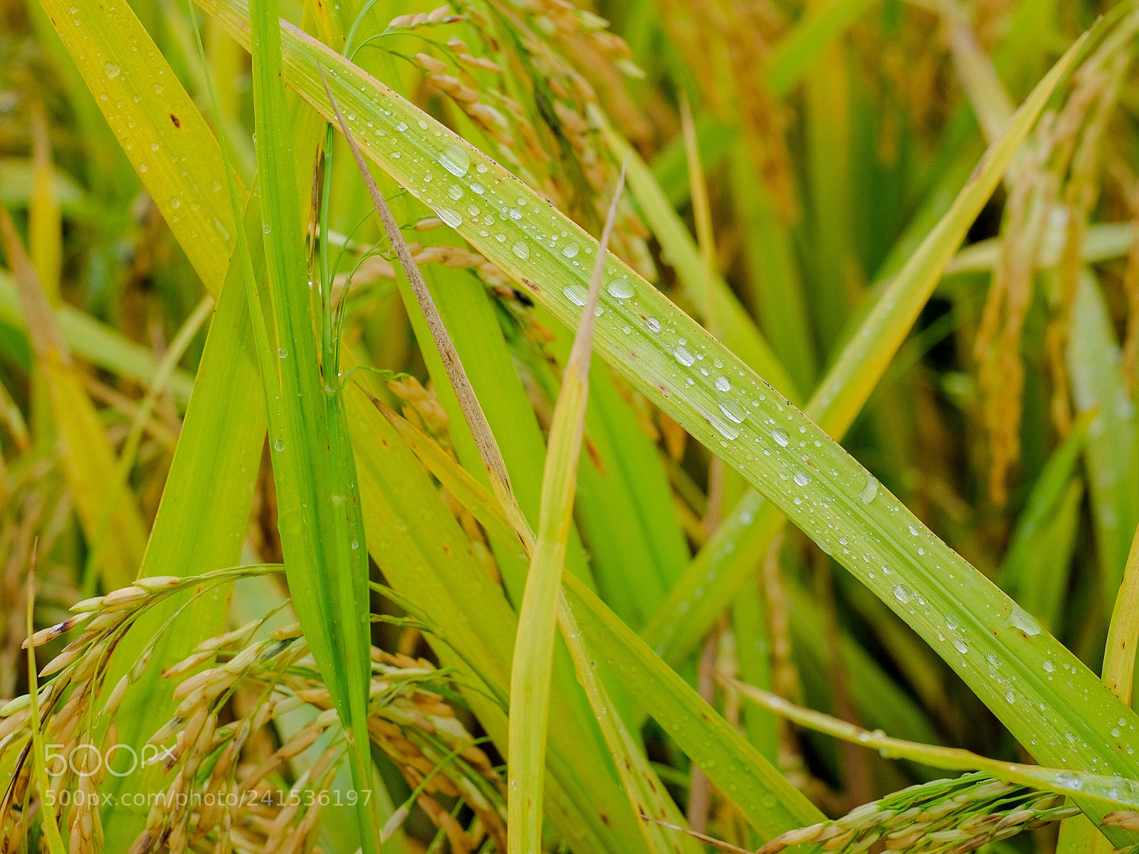 Fujifilm X-Pro2 sample photo. Rice photography