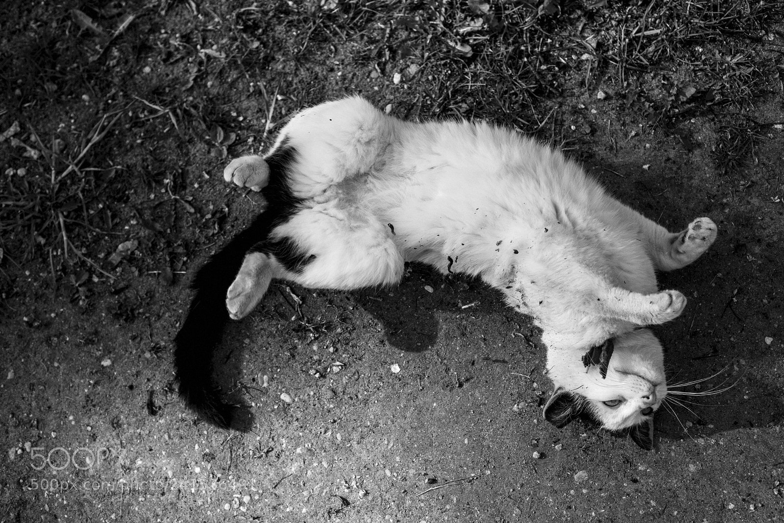 Nikon D600 sample photo. The curious cat photography