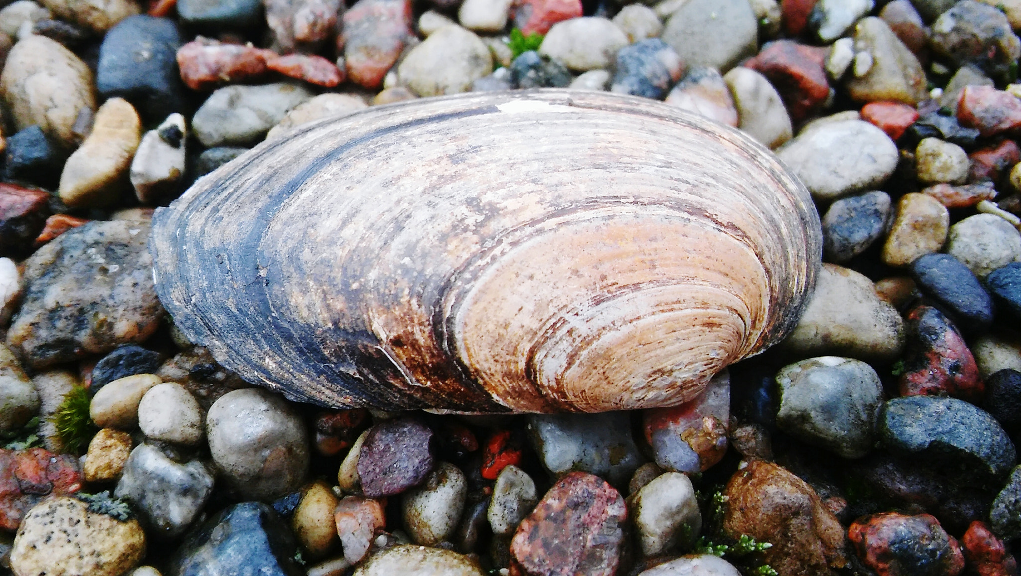 LG SPIRIT 4G LTE sample photo. Seashell photography