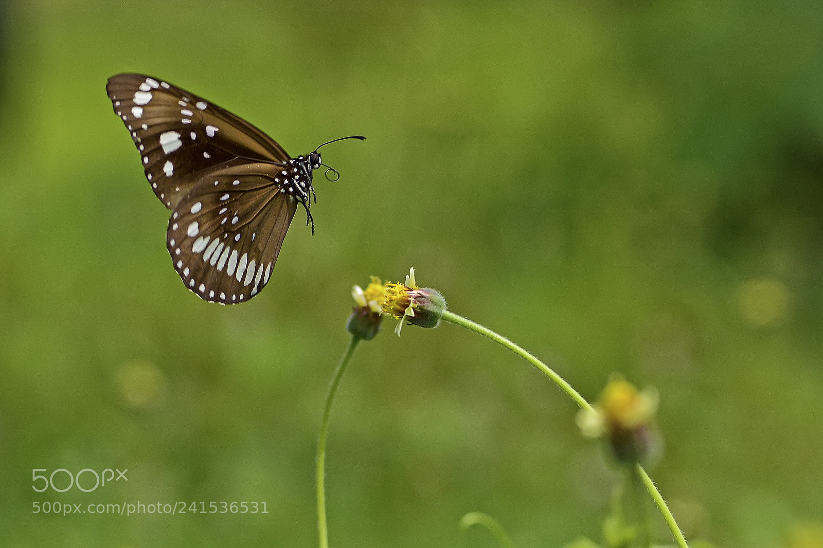 Nikon D7100 sample photo. Jumping butterfly photography