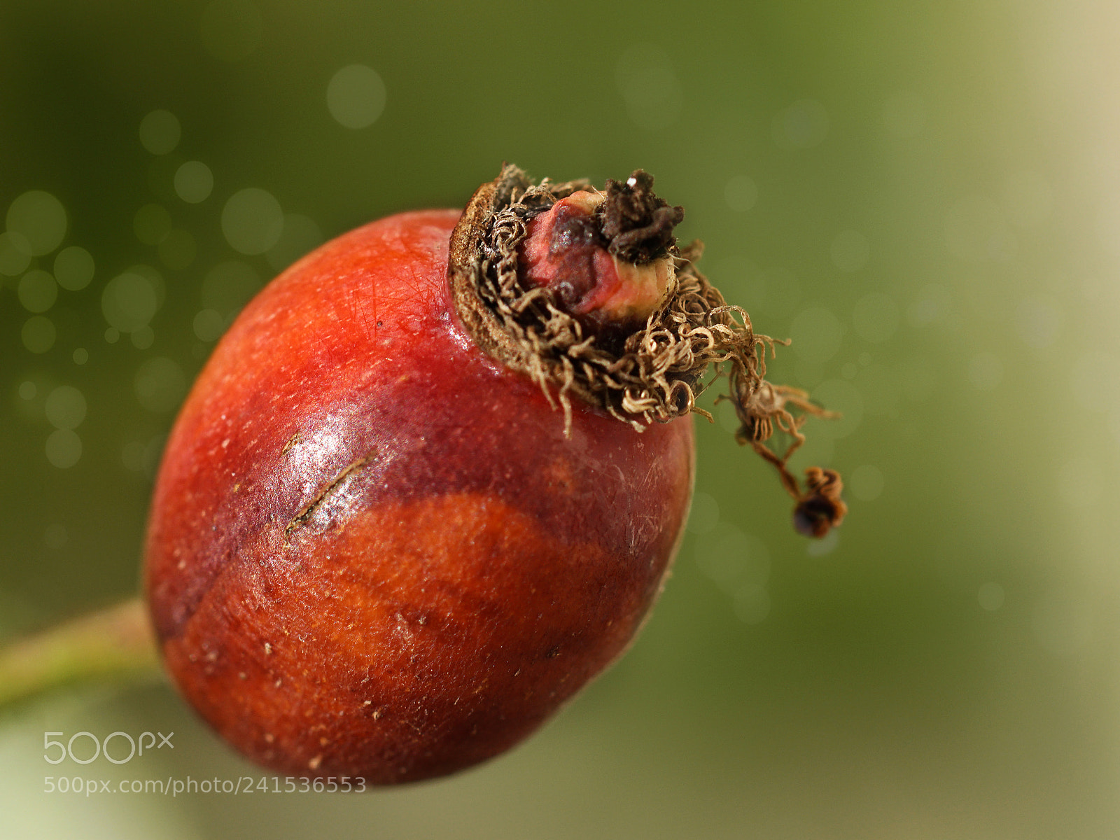 Sony ILCA-77M2 sample photo. Rosehip photography